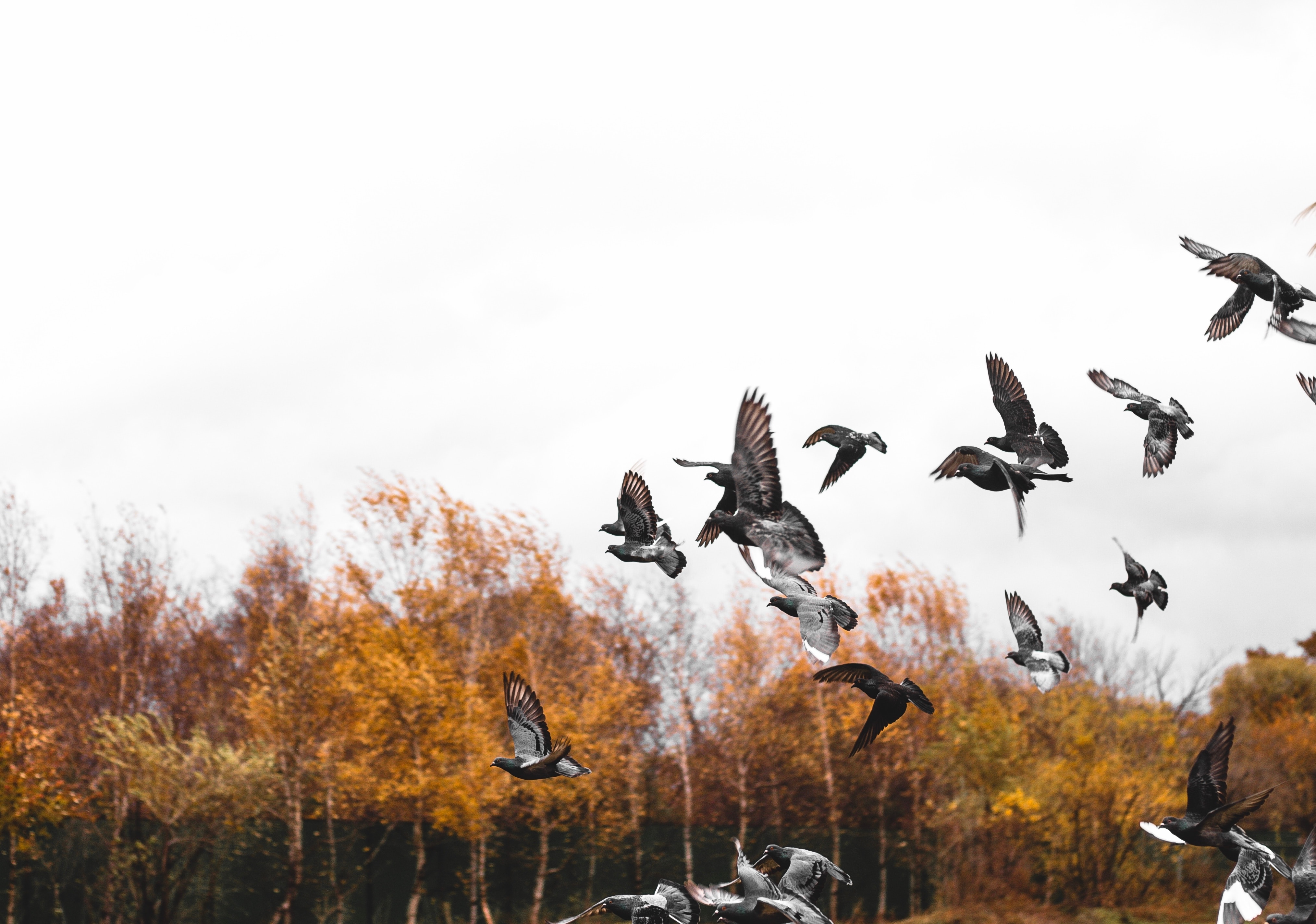 pigeons, animals, bird, flight, flock download HD wallpaper