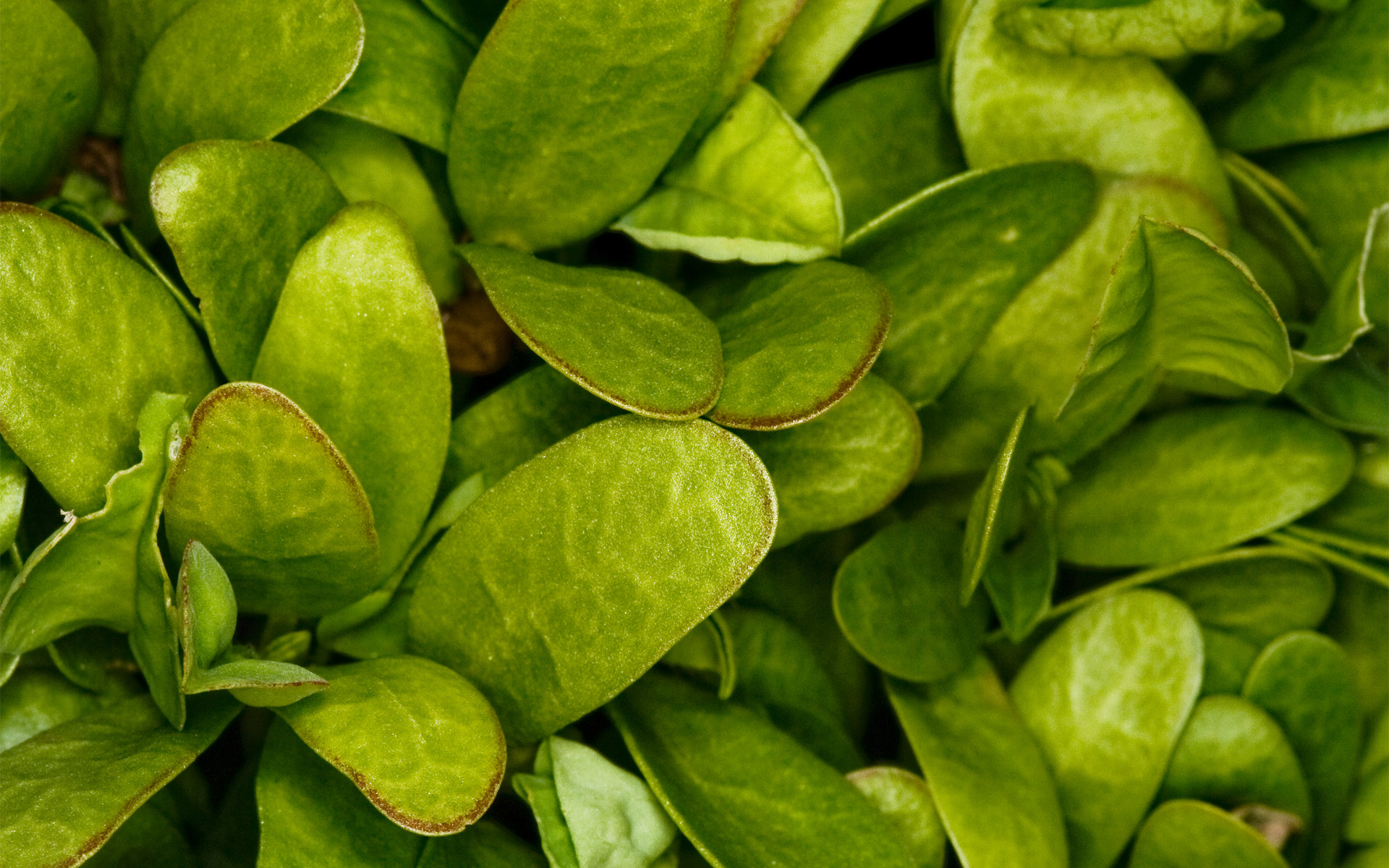 Green leaves. Зелень. Зелень растения. Сочно зеленые растения. Листик зелени.