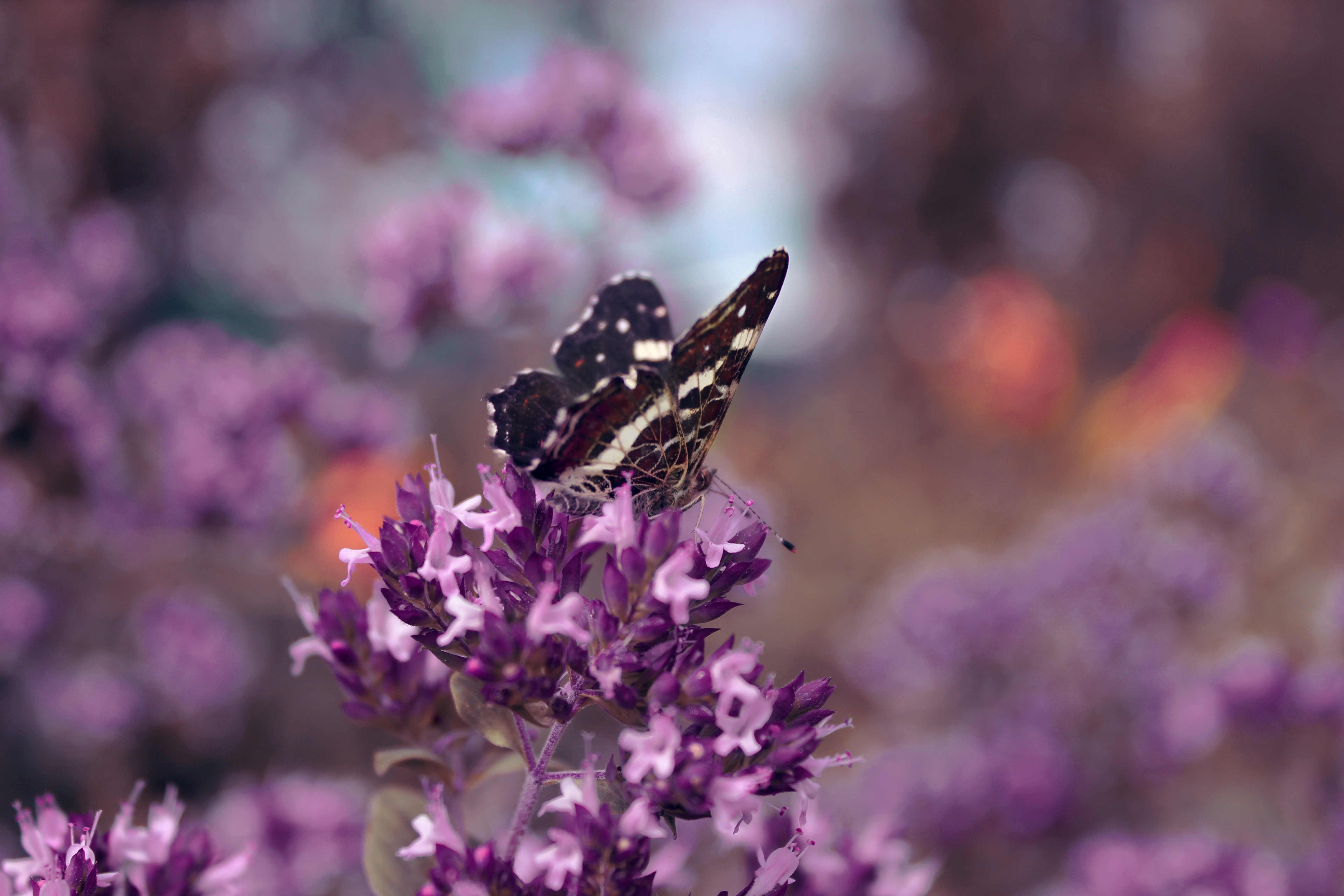 Download mobile wallpaper Butterfly, Grass, Macro, Flower, Wings for free.