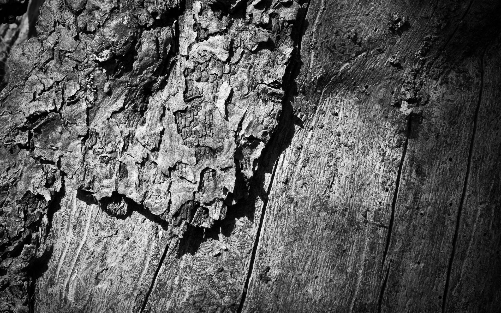 wood, wooden, tree, texture, textures, surface, bw, chb, trunk phone wallpaper