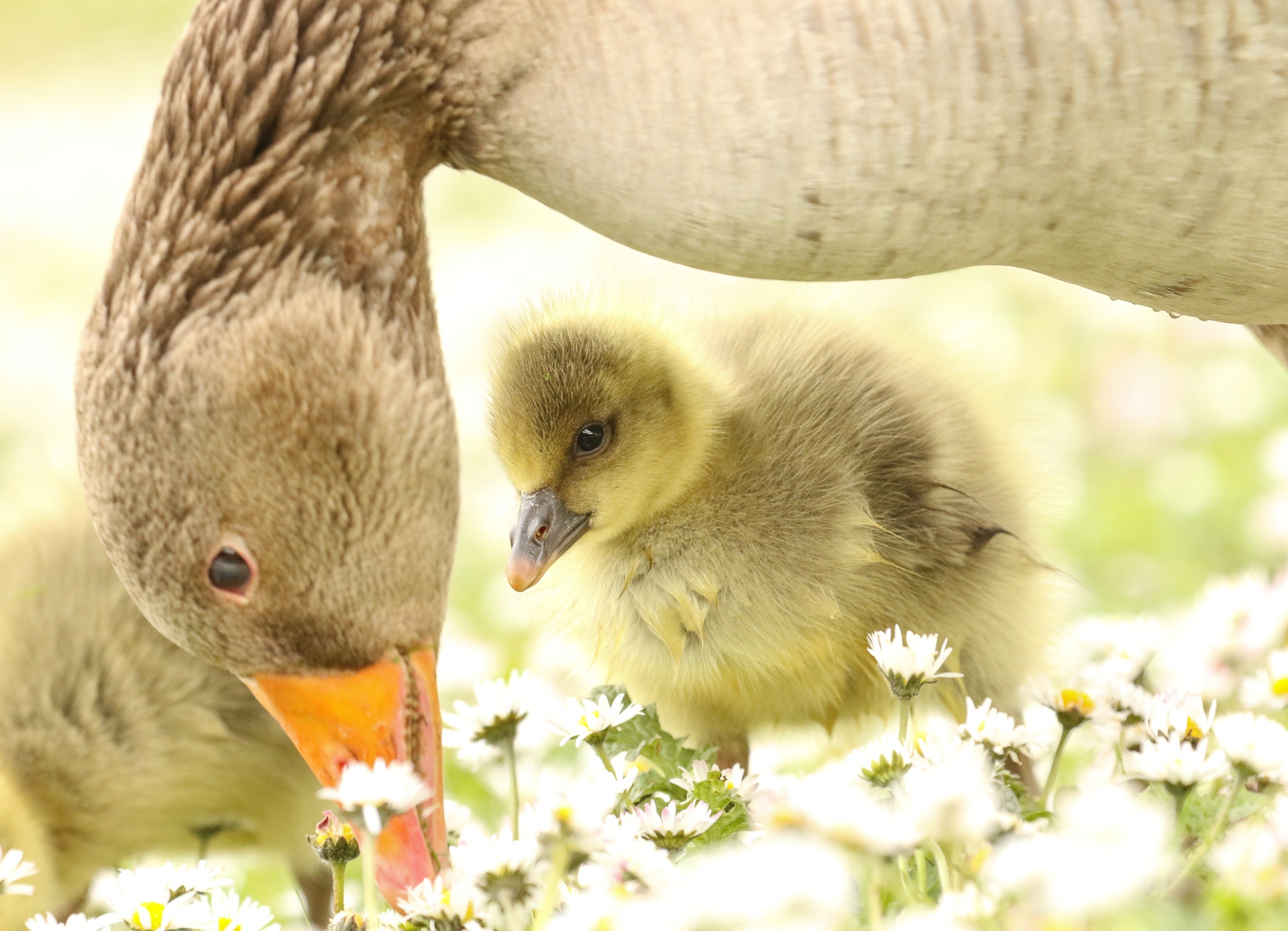 goose, animal, baby animal, bird, chick, cute, white flower, birds