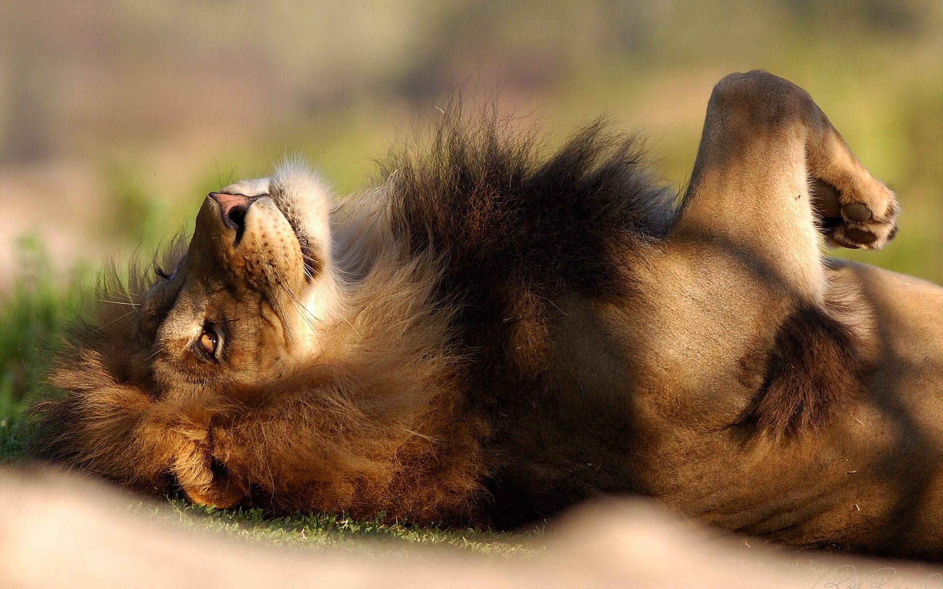 Download background animals, lions, orange