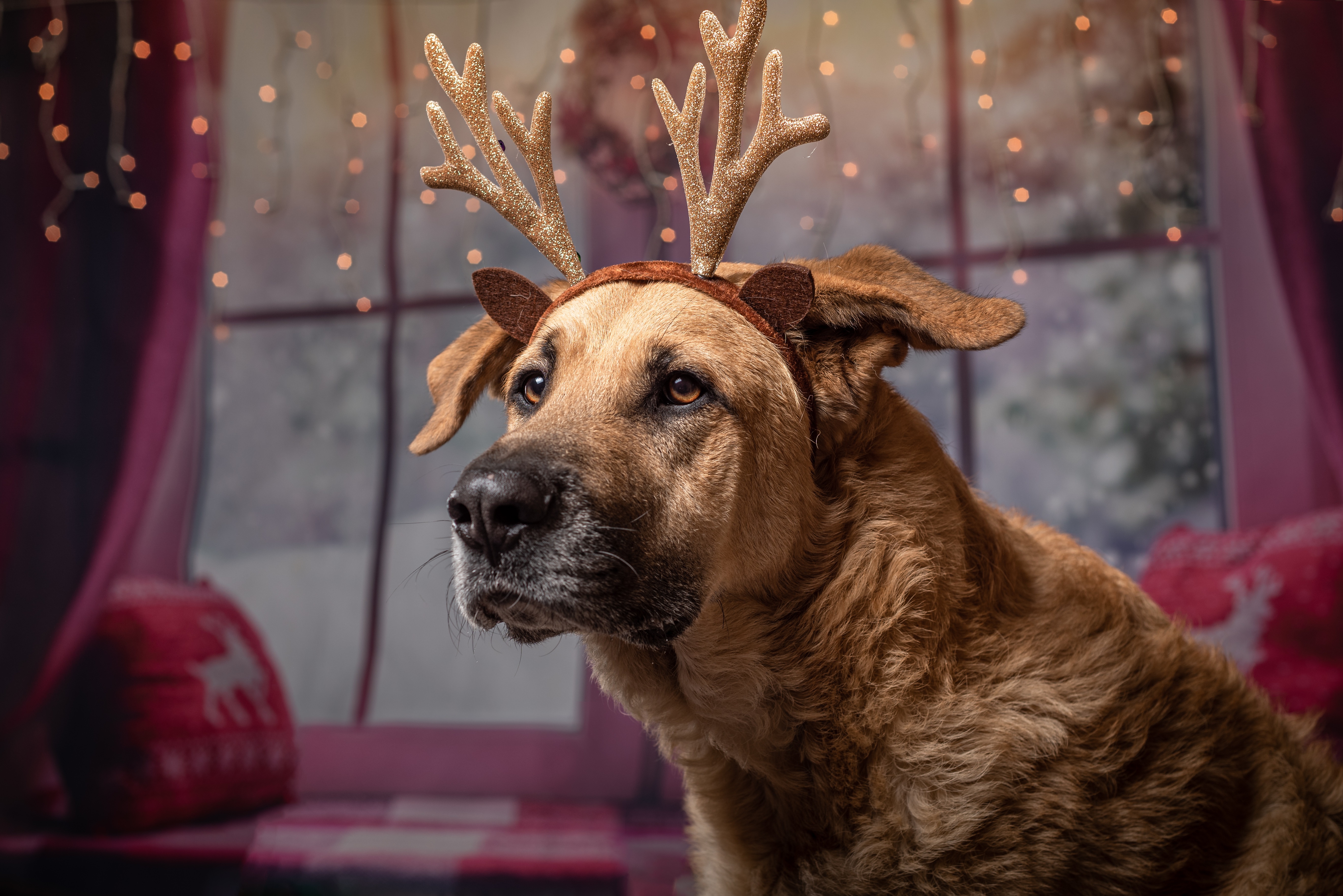 Камни года собаки. Новогодняя собака. Собака с оленьими рожками. Собака Рождество. Рождественский пес.