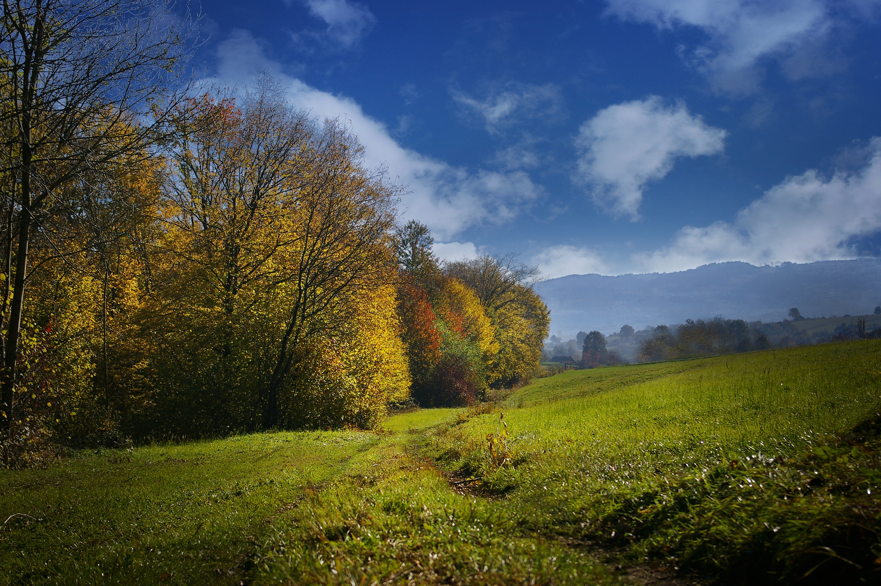 field, nature, autumn, trees, grass, sky cellphone