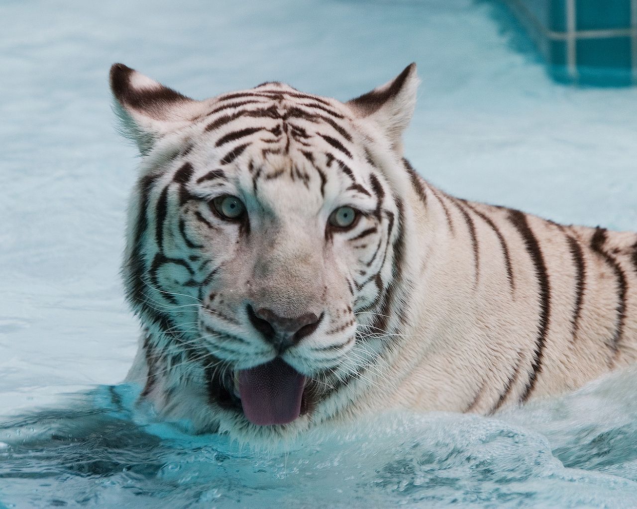 albino, animals, water, muzzle, predator, big cat, tiger, to swim, swim HD wallpaper