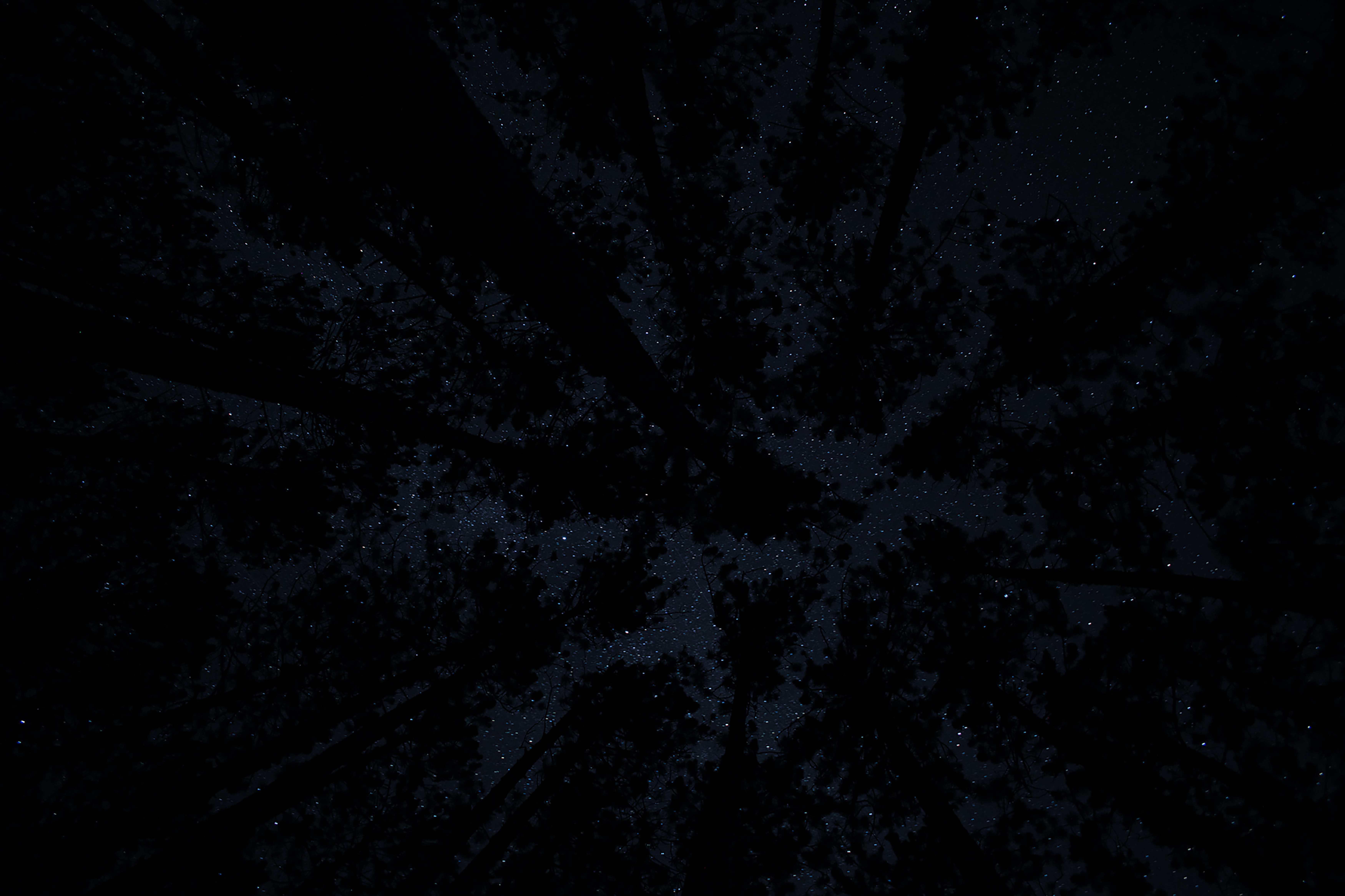 83442 télécharger l'image arbres, nuit, sombre, ciel étoilé, obscurité - fonds d'écran et économiseurs d'écran gratuits