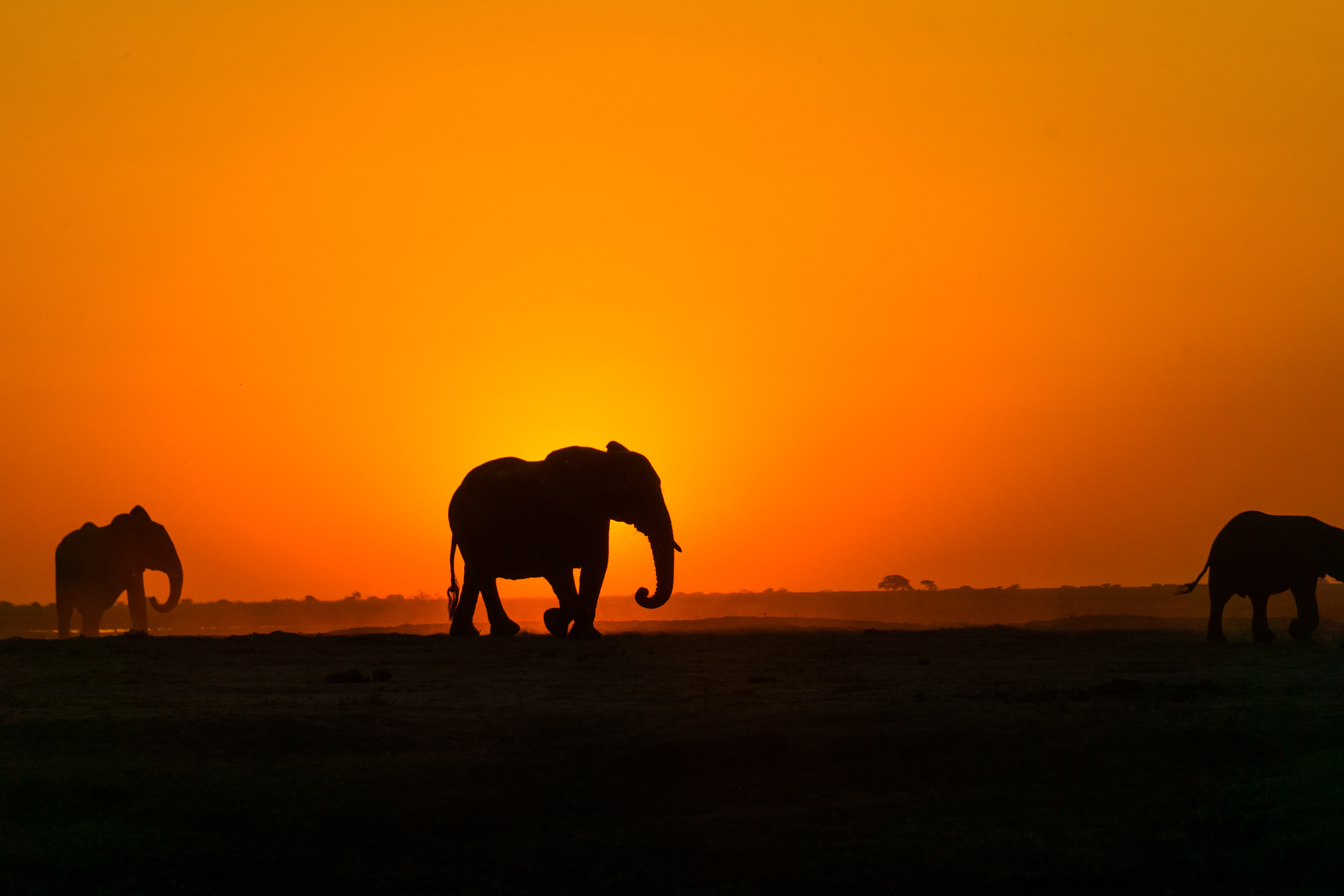 83088 Hintergrundbild herunterladen sunset, elefant, silhouette, tiere, elefanten, afrika - Bildschirmschoner und Bilder kostenlos