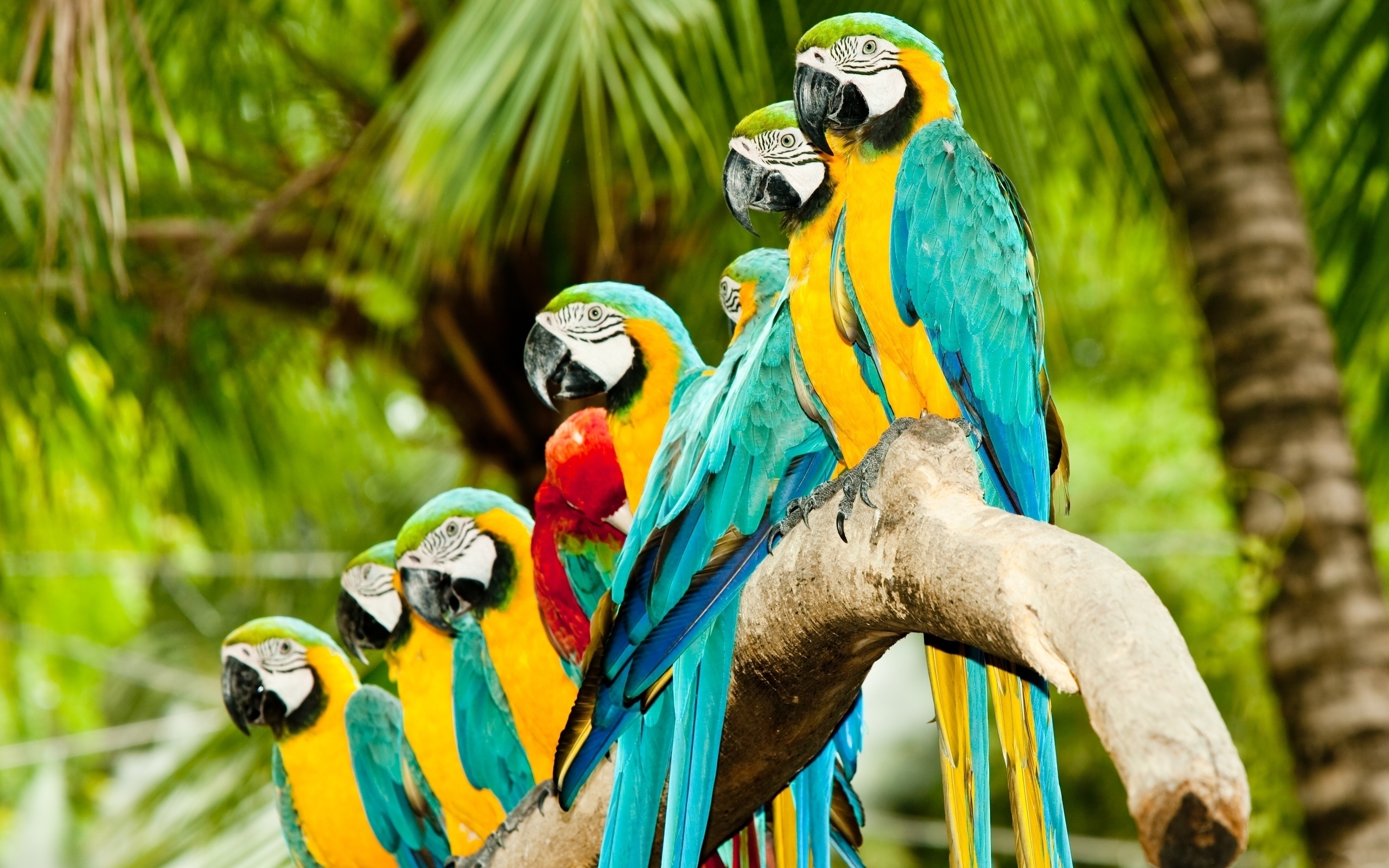 Download mobile wallpaper Animals, Birds, Parrots for free.