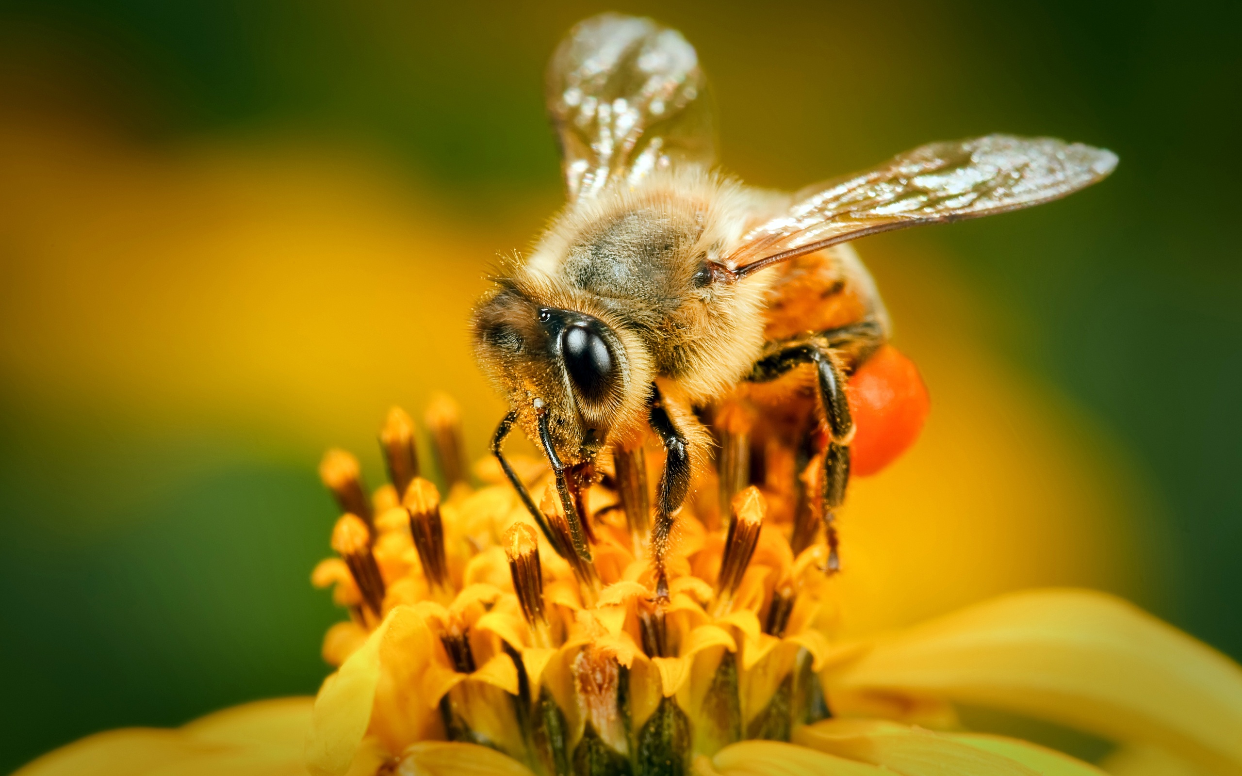 Пчела (Anthophila)