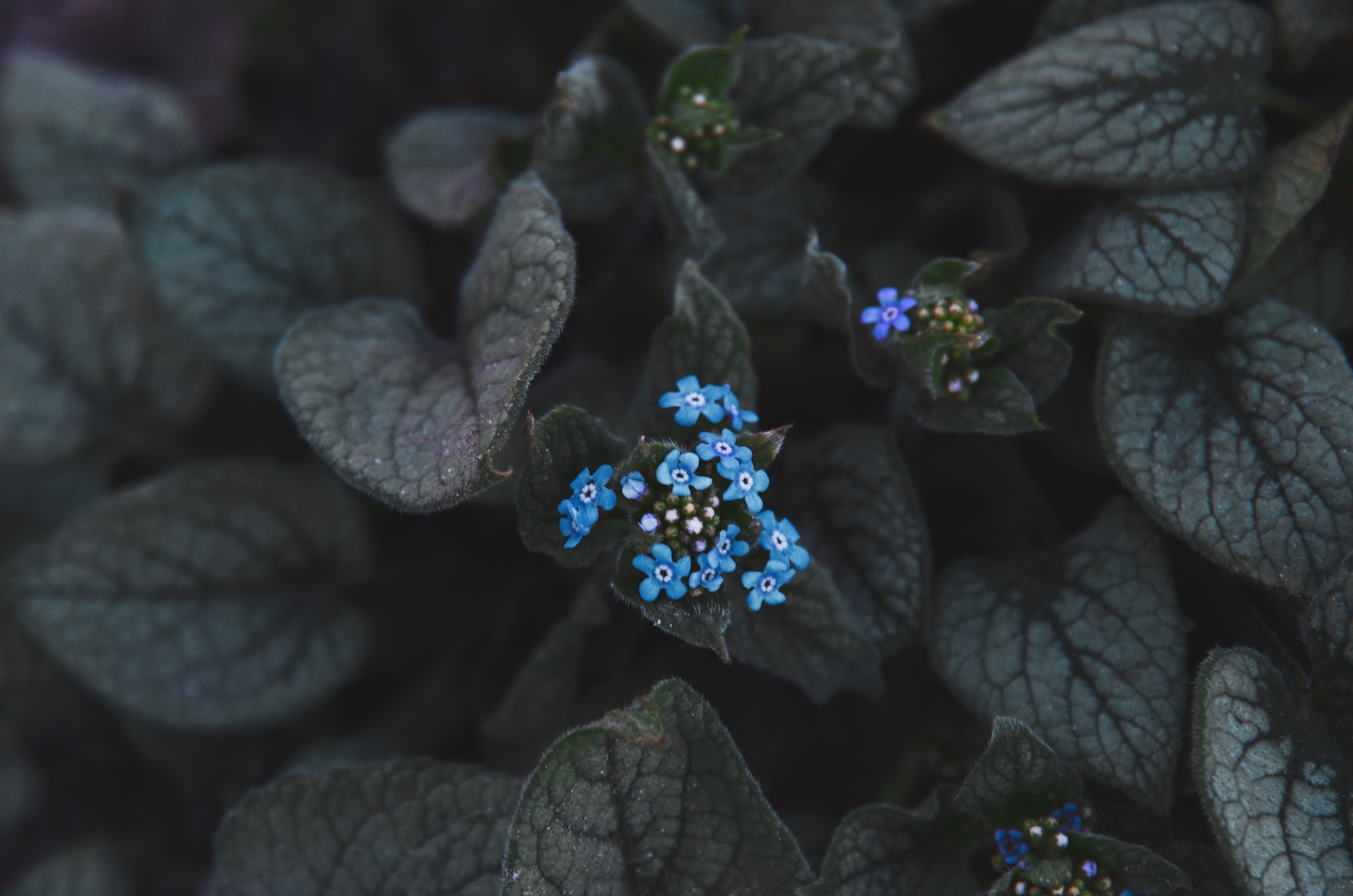 Растения с синими листьями