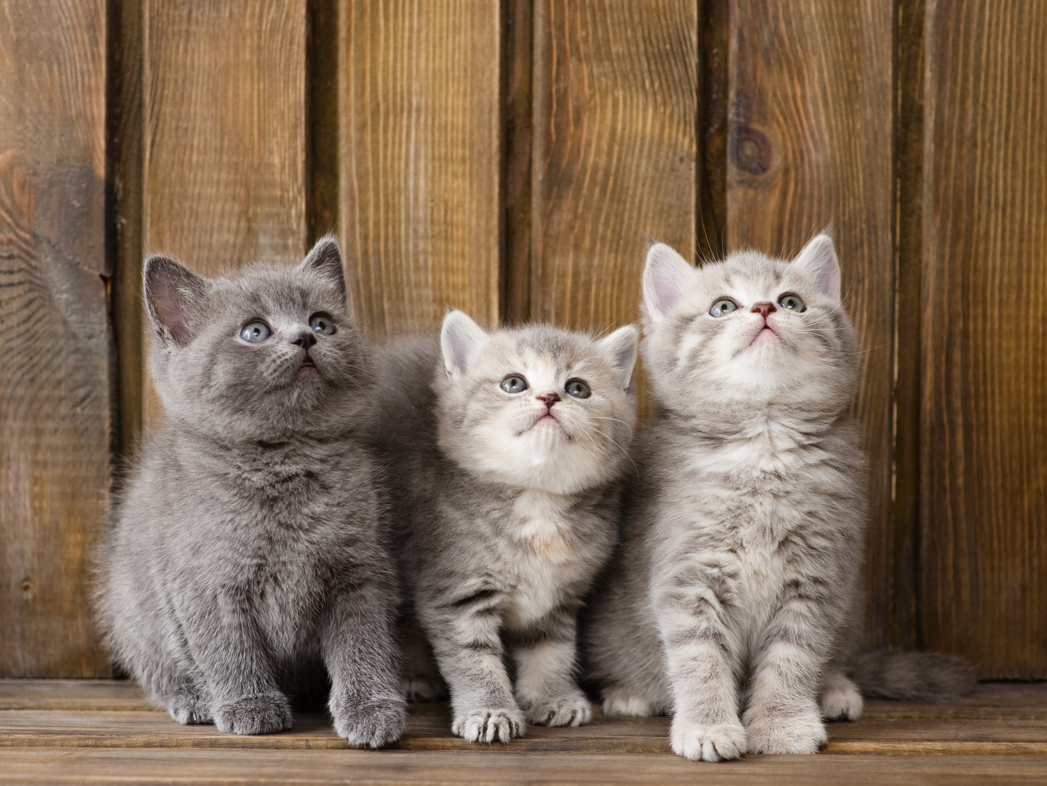 491509 скачать обои животные, британская короткошерстная, котенок, кошки - заставки и картинки бесплатно
