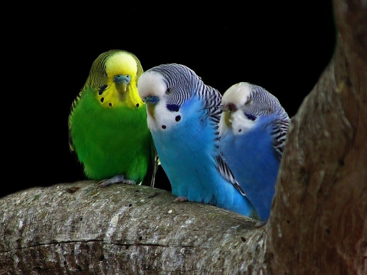 Австралия природа волнистые попугаи