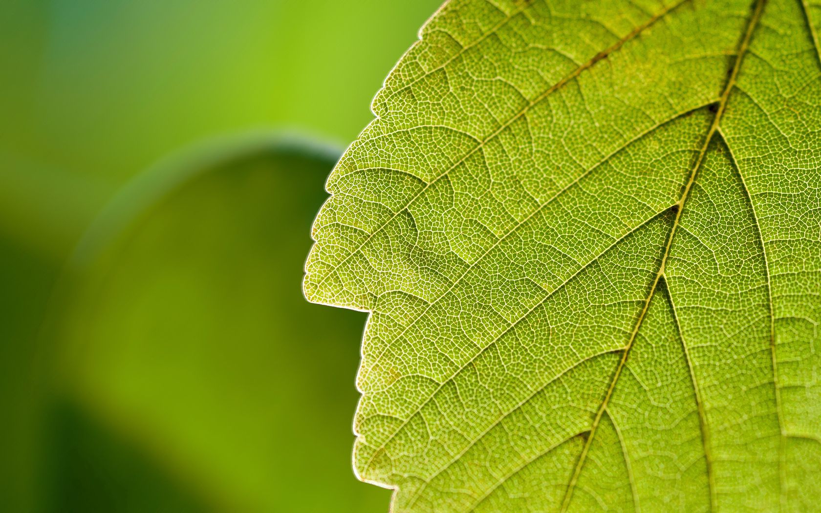 nature, macro, sheet, leaf, greens 1080p