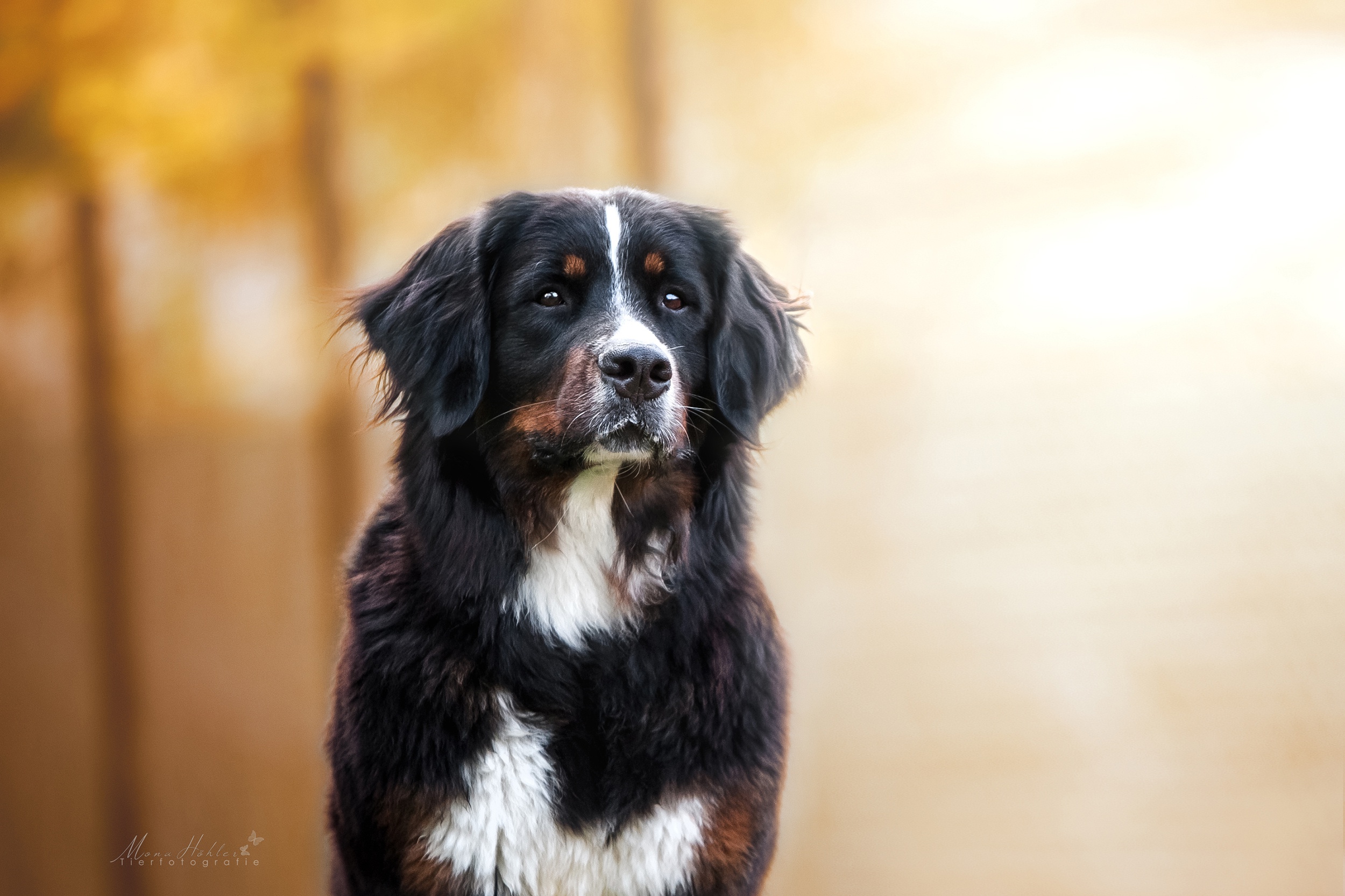 bernese mountain dog, animal, dog, dogs 5K
