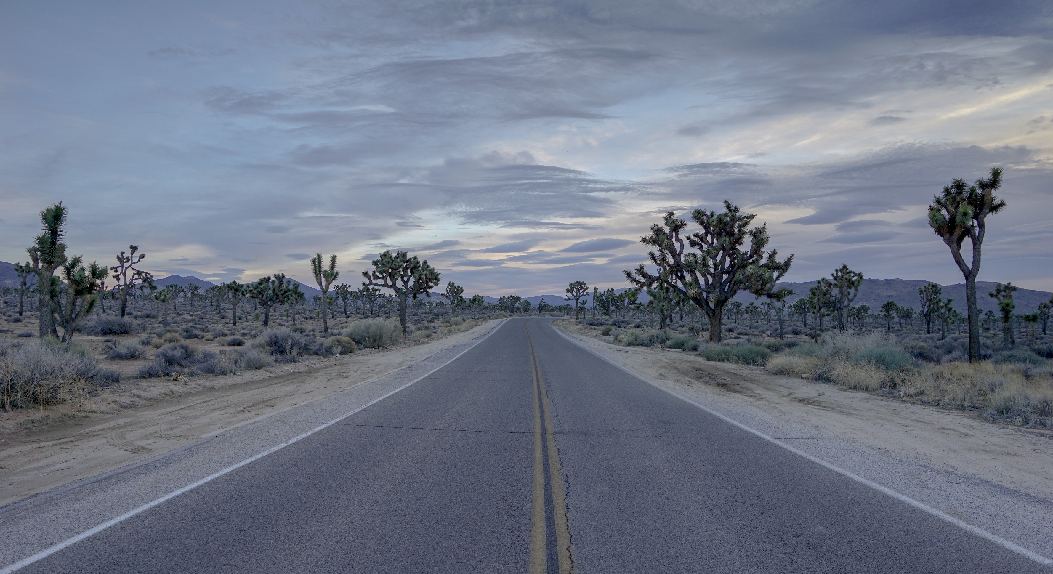 road, man made, california, desert, highway, joshua tree national park, tree HD wallpaper