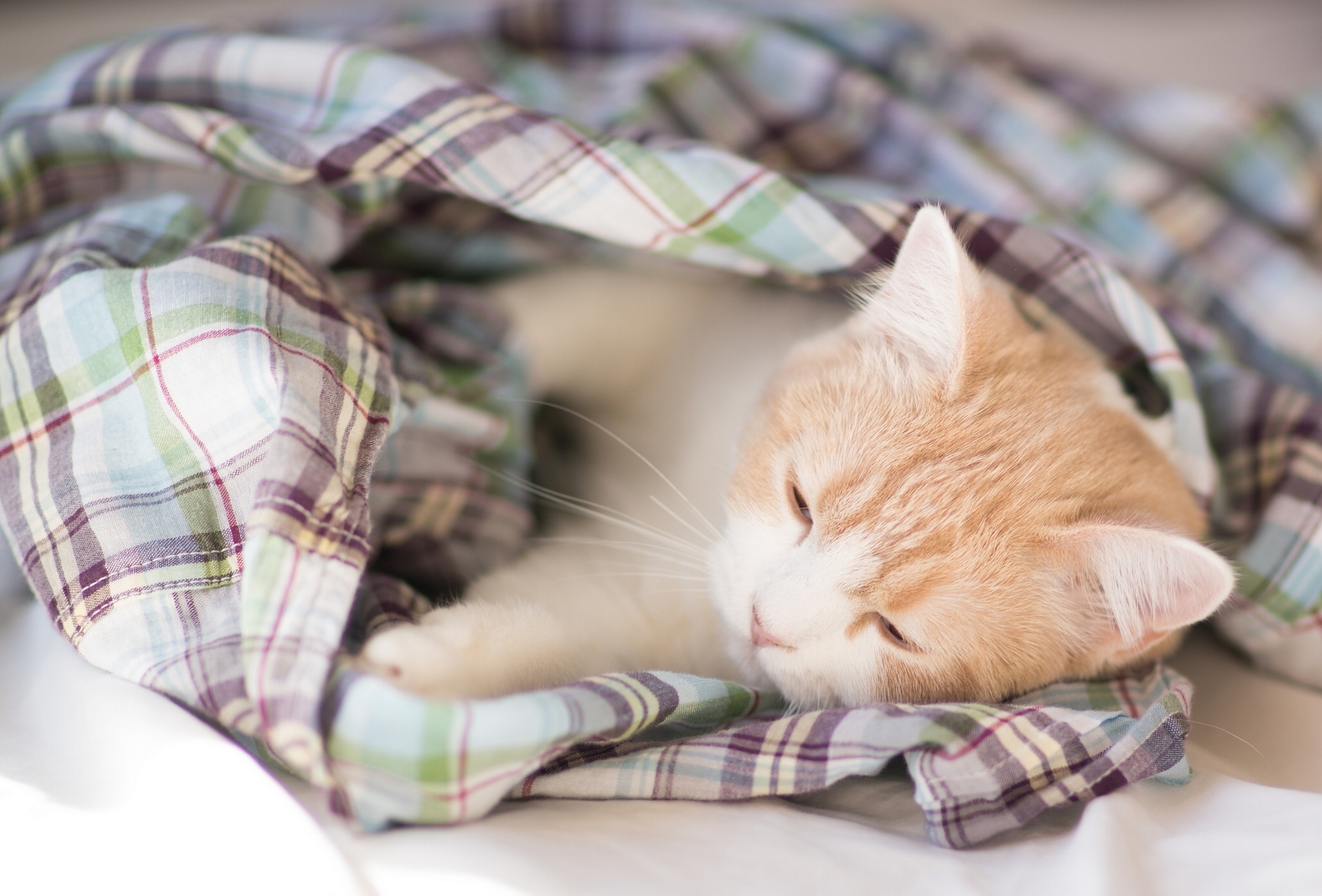 99720 descargar imagen animales, gatito, lindo, querido, dormir, soñar, una manta, manta: fondos de pantalla y protectores de pantalla gratis