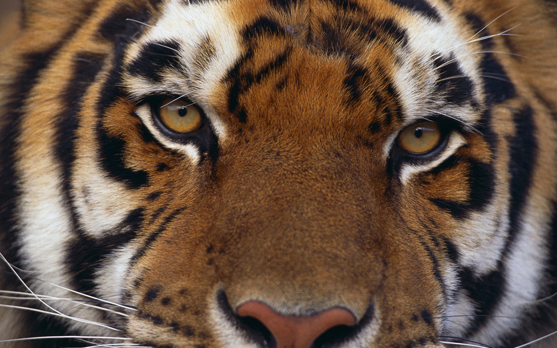 Амурский тигр глаза сетьнй