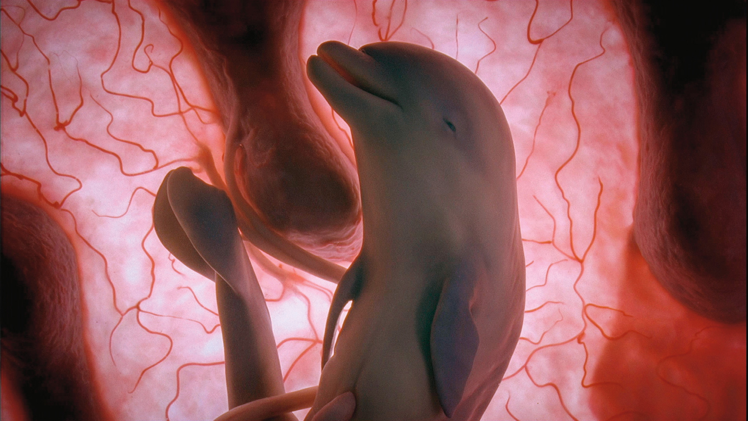 13 лет живет у мамы в животе. Дельфин в утробе матери. Эмбрион в утробе матери. Зародыш млекопитающих.