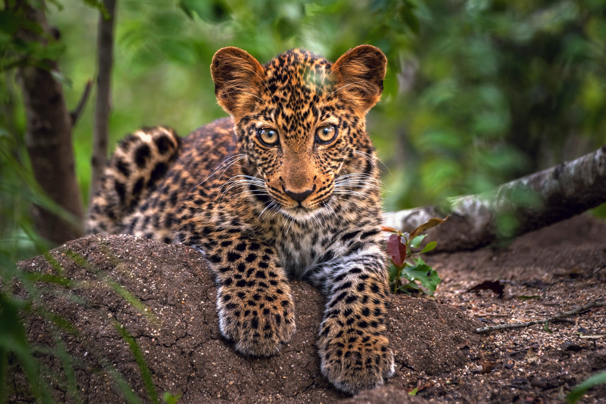 126292 baixar papel de parede gato grande, animais, leopardo, focinho, predator, predador - protetores de tela e imagens gratuitamente