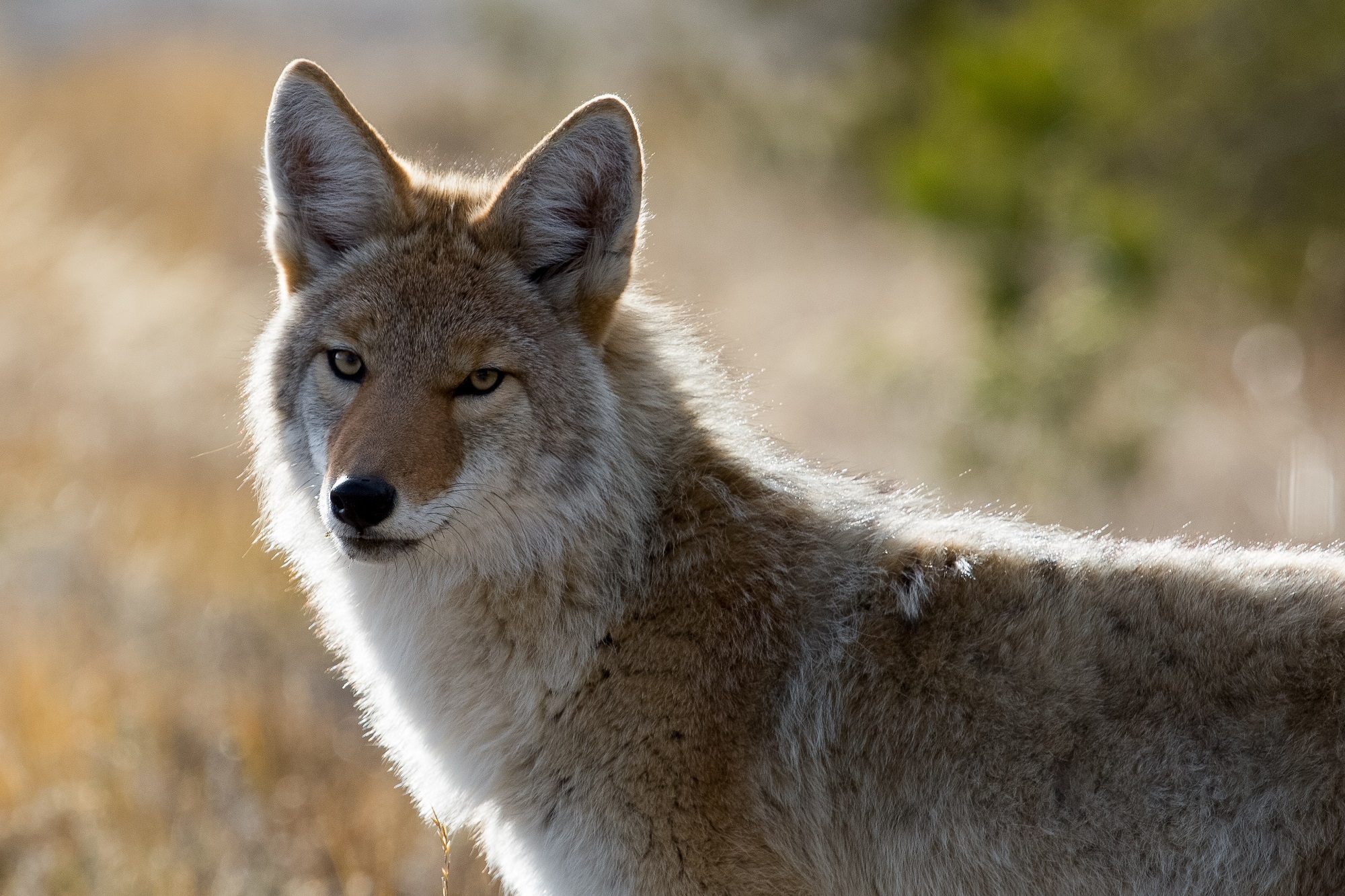 759327 descargar imagen animales, coyote, difuminado, canino, de cerca, mamífero, mirar fijamente: fondos de pantalla y protectores de pantalla gratis