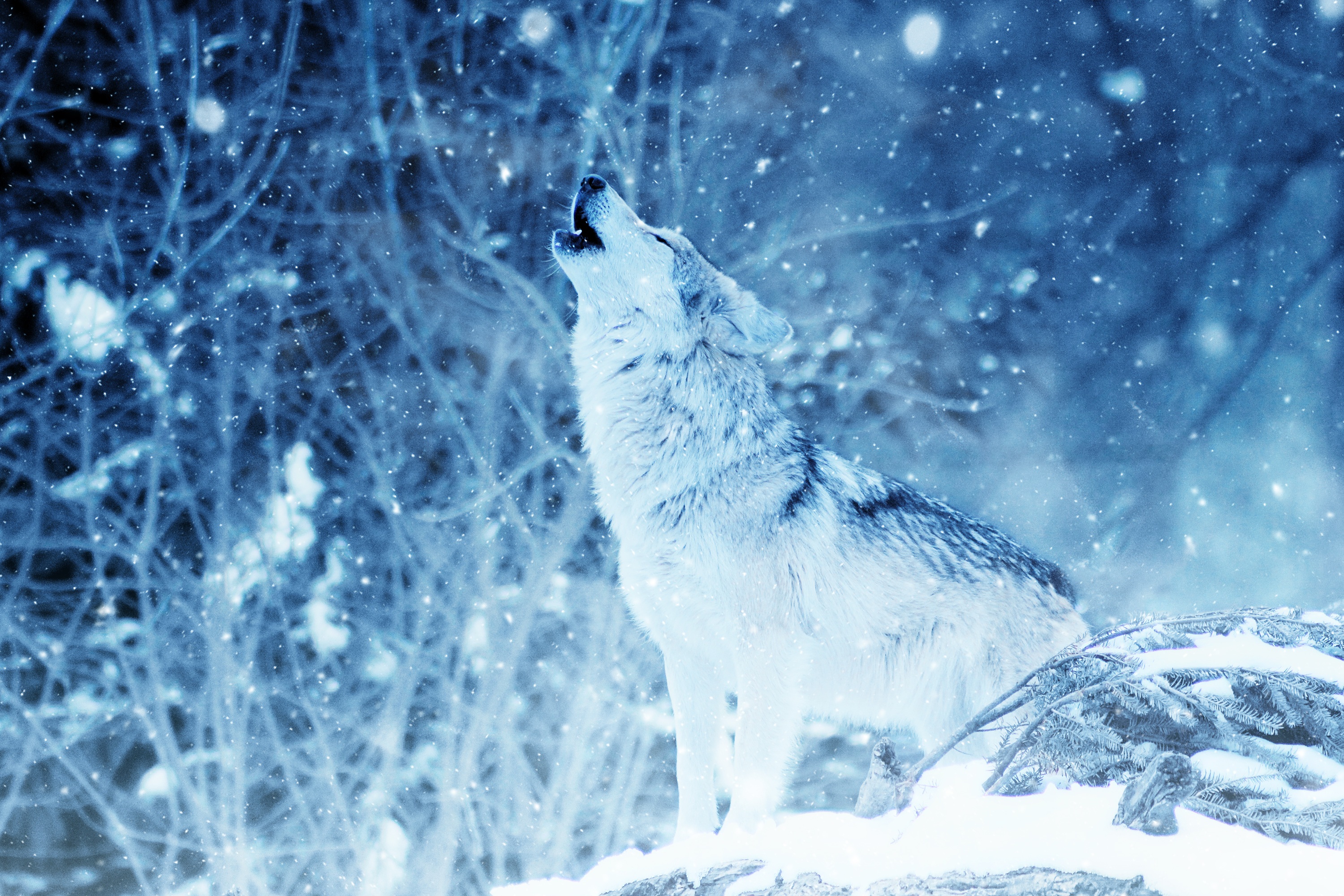 413094 Hintergrundbild herunterladen tiere, wolf, heulen, schneefall, winter, wolves - Bildschirmschoner und Bilder kostenlos