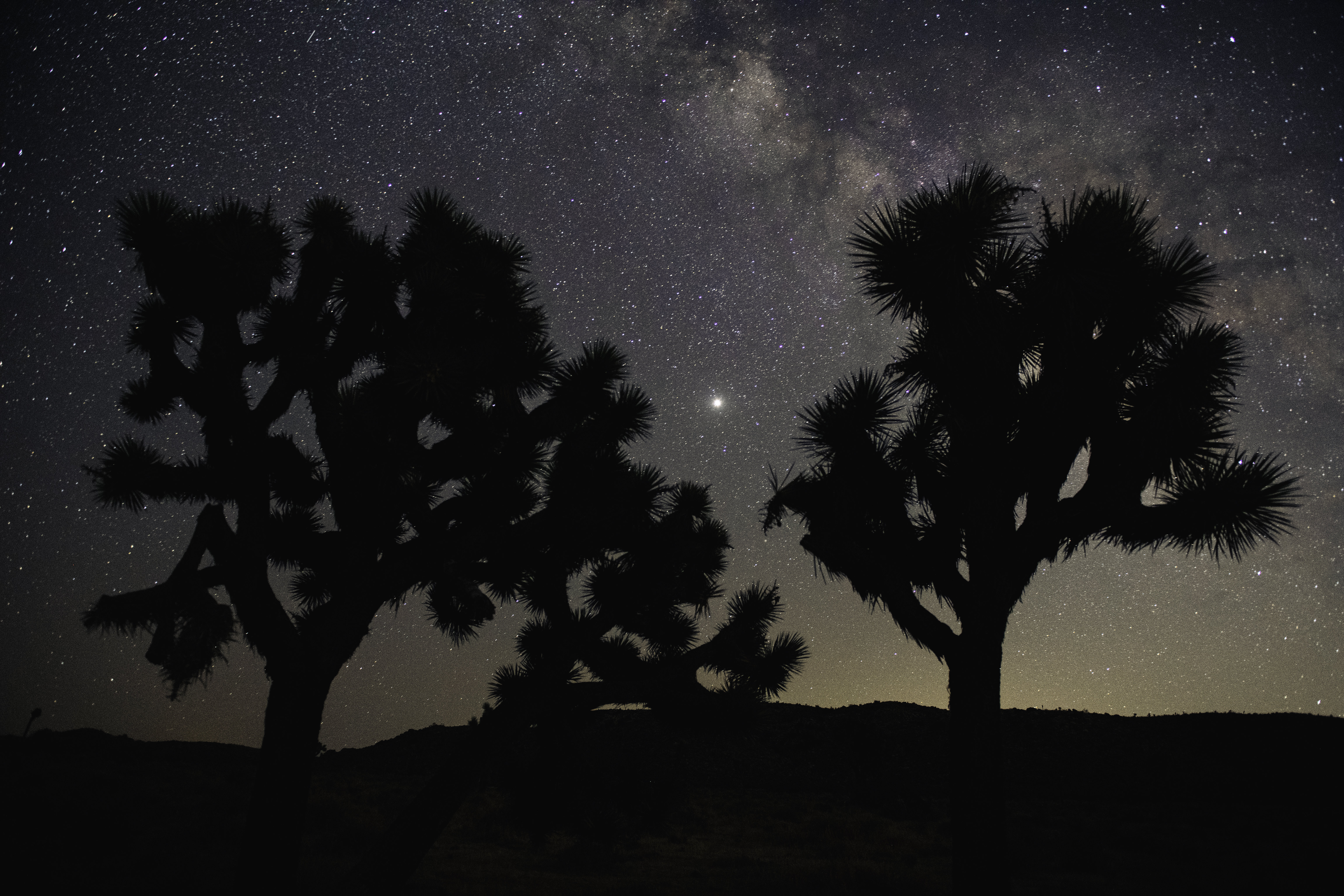 102353 descargar imagen árboles, noche, oscuro, siluetas, cielo estrellado: fondos de pantalla y protectores de pantalla gratis