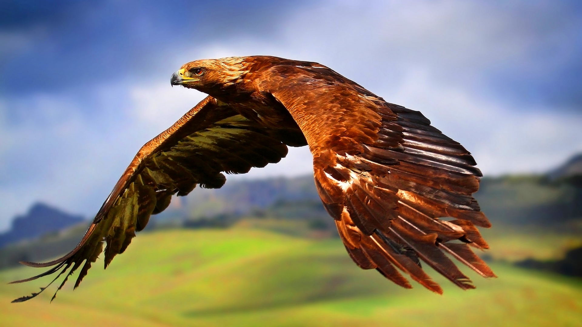 animal, golden eagle