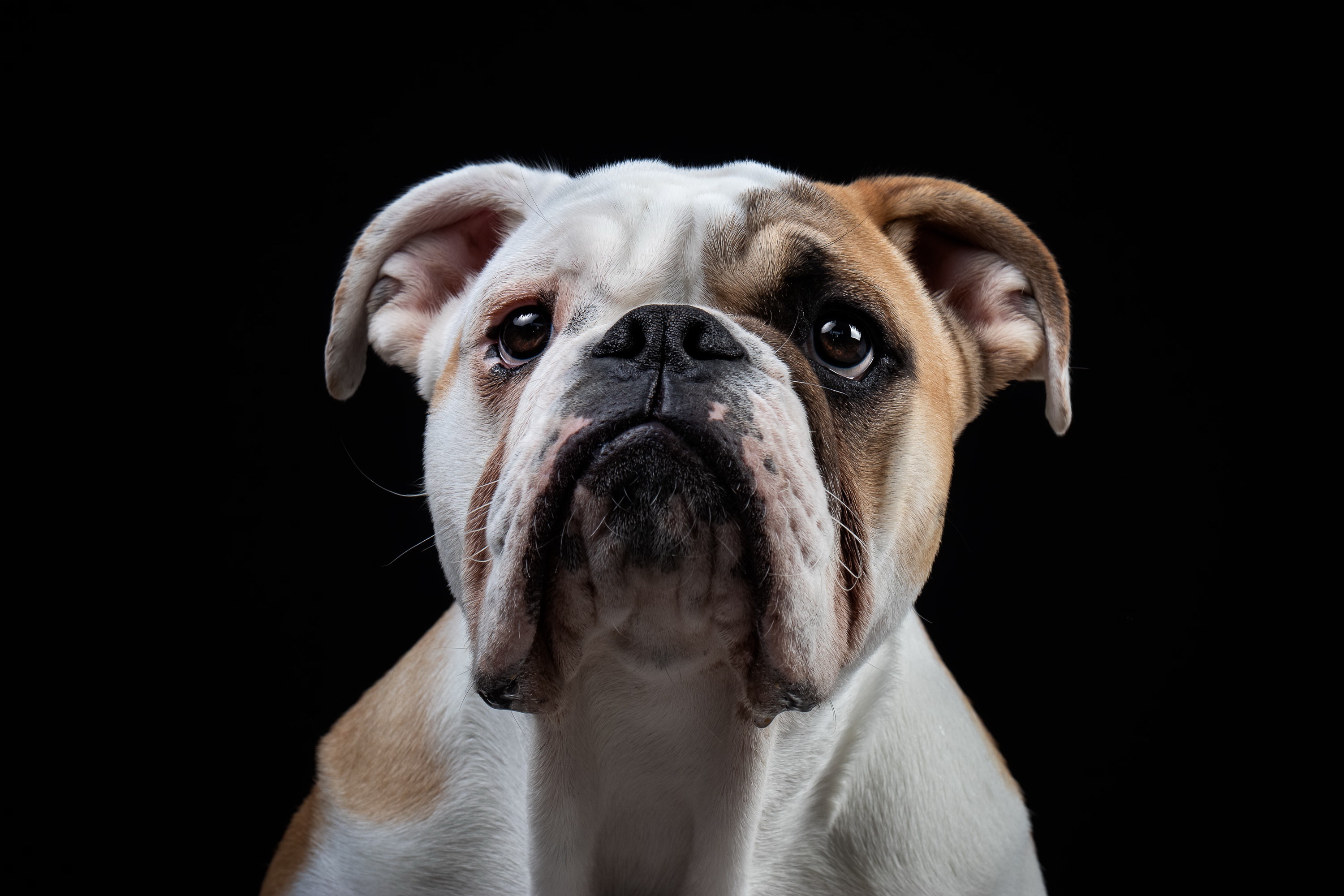 english bulldog, animal, dog, dogs High Definition image