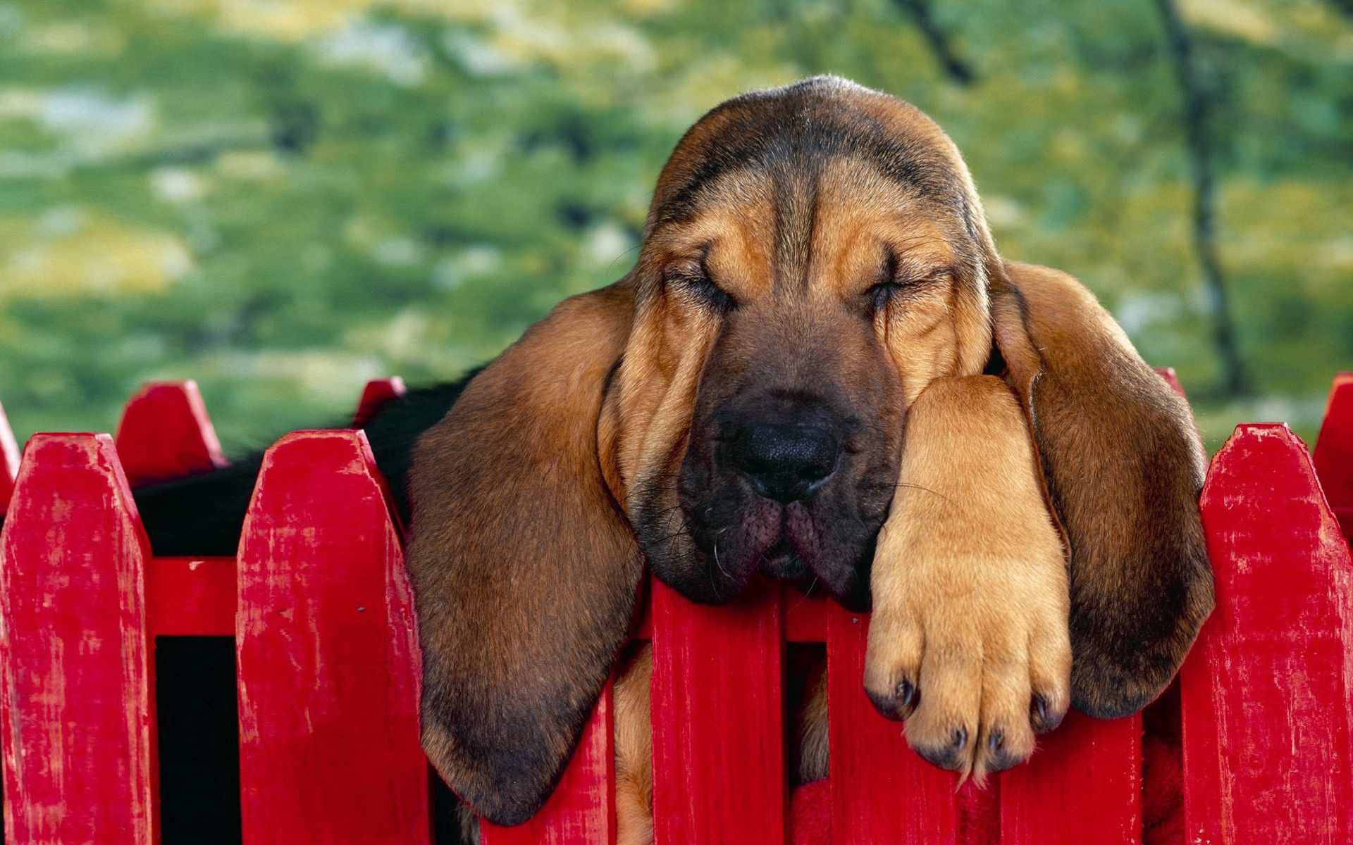 animals, rest, fence, puppy, sleep, relax, eared