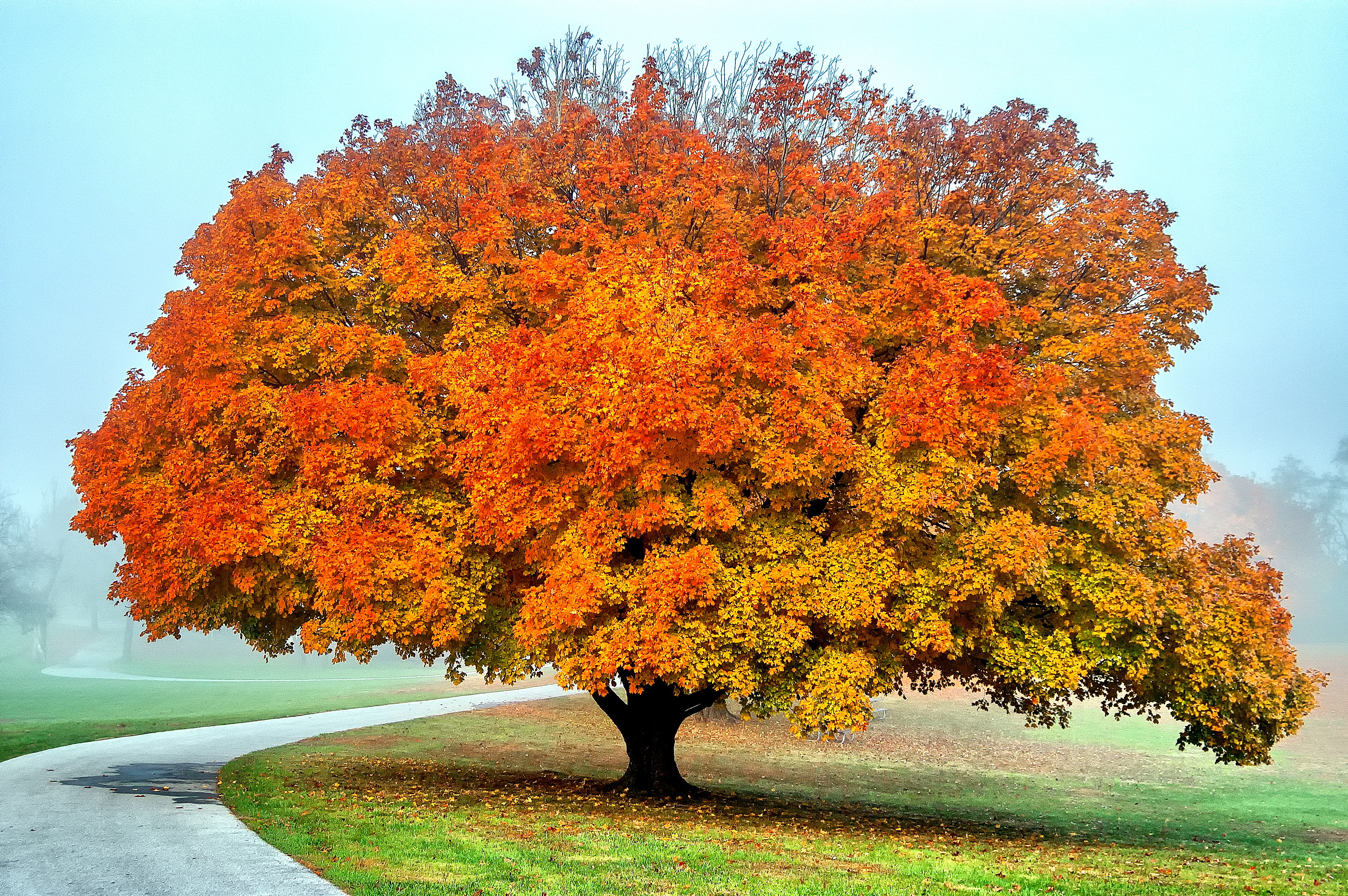 Осенний дерево клен дуб