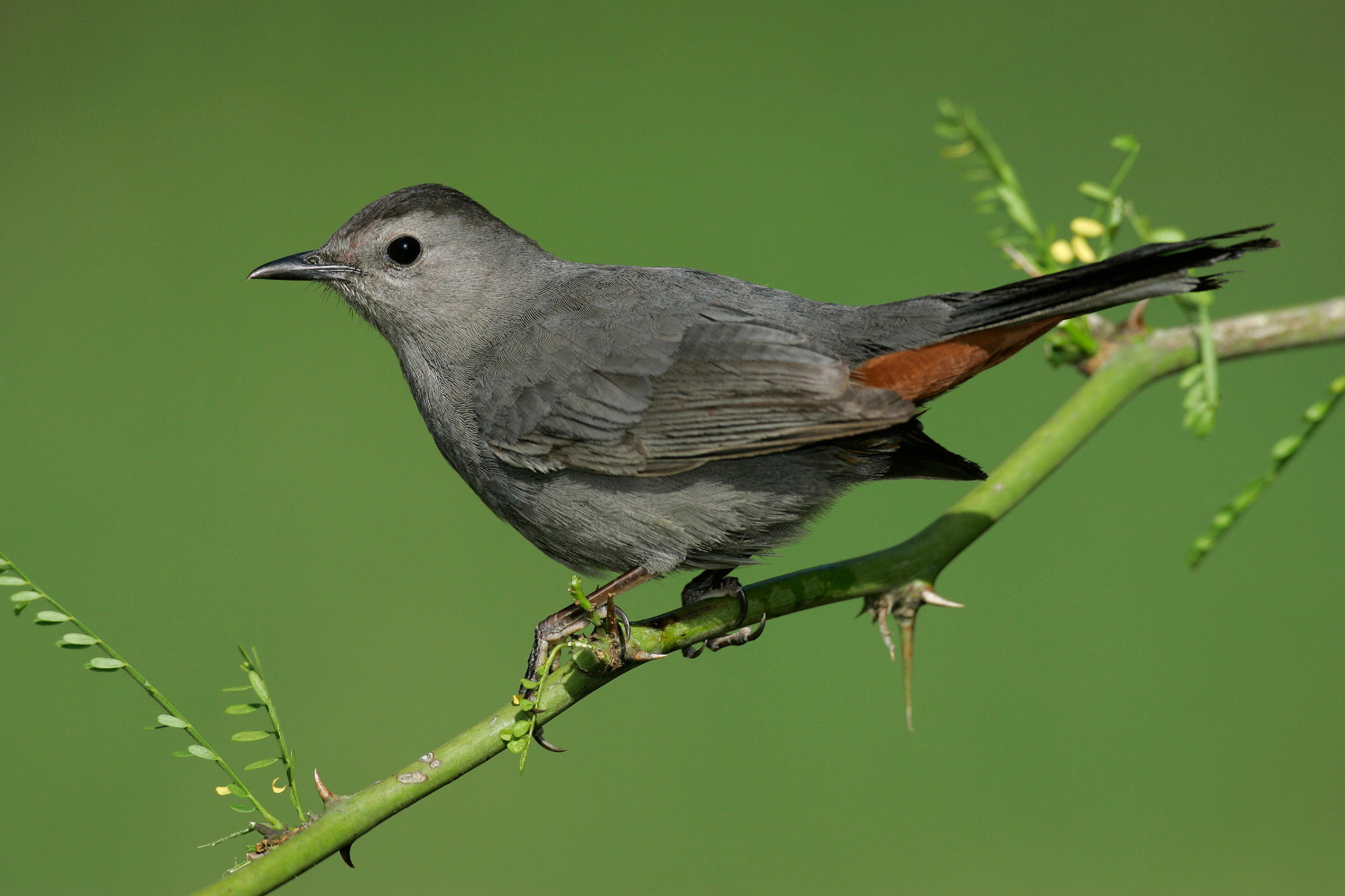 Песни серая птица. Дрозд пересмешник. Dumetella carolinensis. Gray Catbird. Gray Catbird птица.