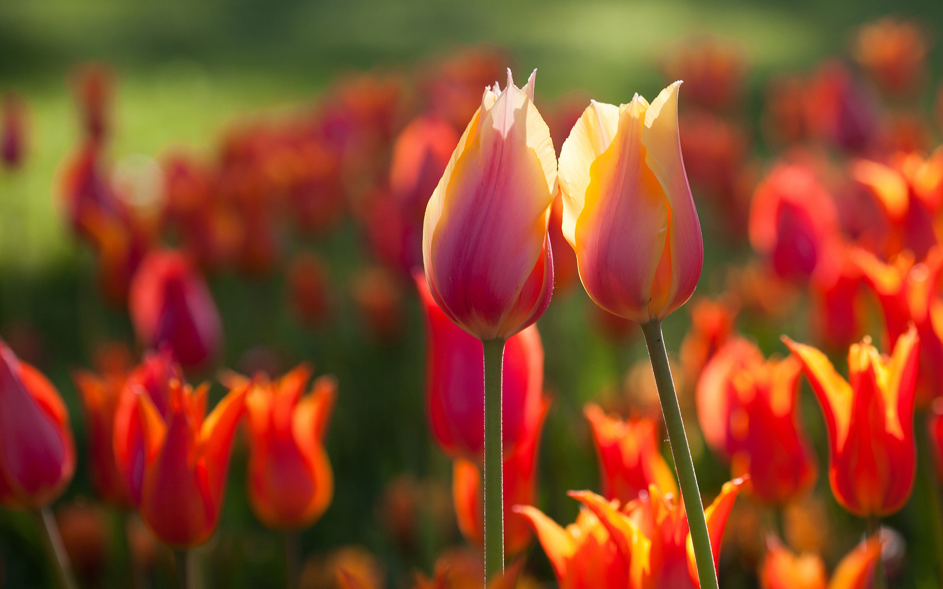 Laden Sie das Tulpen, Blumen, Pflanzen-Bild kostenlos auf Ihren PC-Desktop herunter