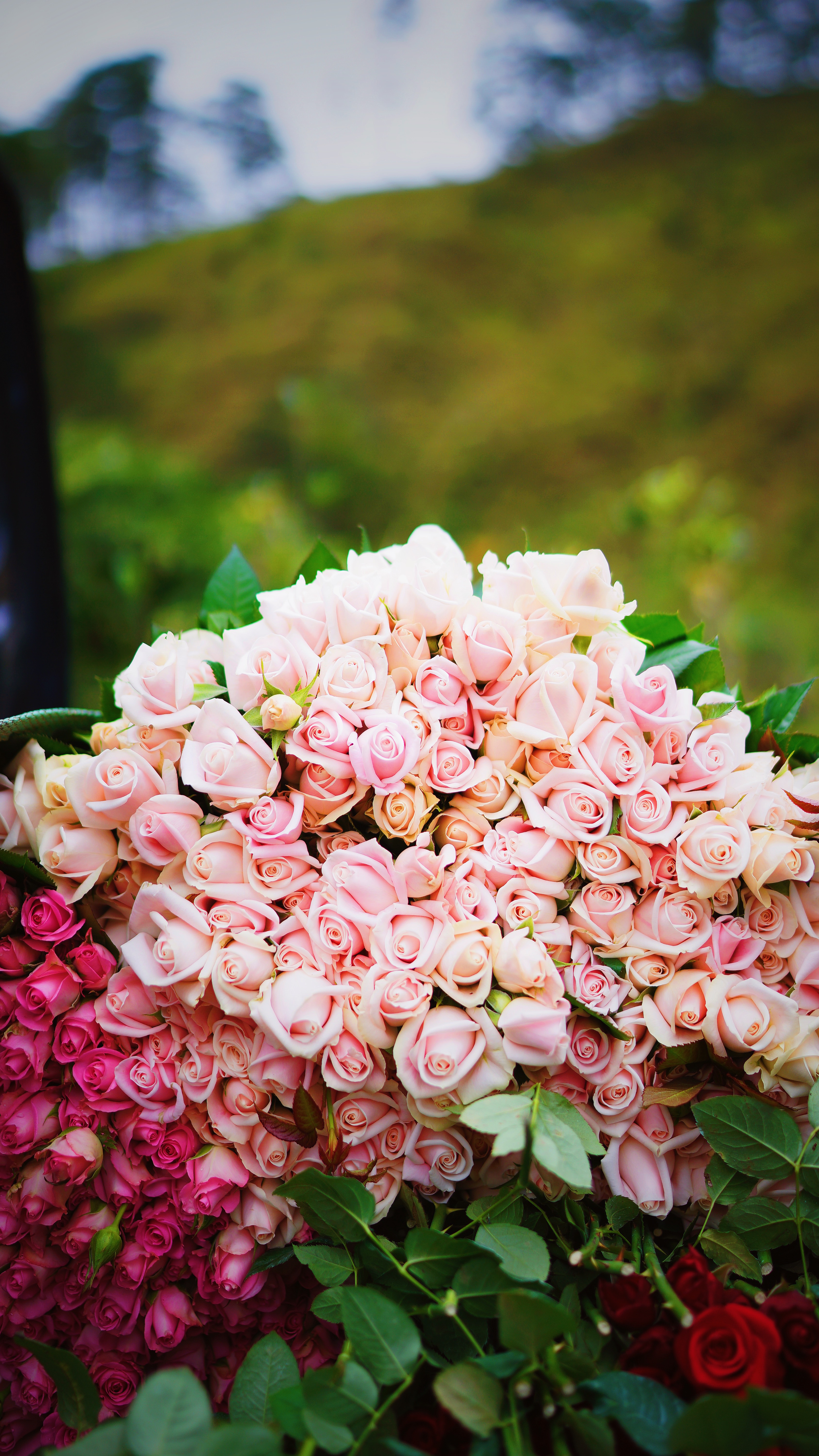 Laden Sie das Strauß, Vorhanden, Geschenk, Zärtlichkeit, Bouquet, Roses, Rosa, Blumen-Bild kostenlos auf Ihren PC-Desktop herunter