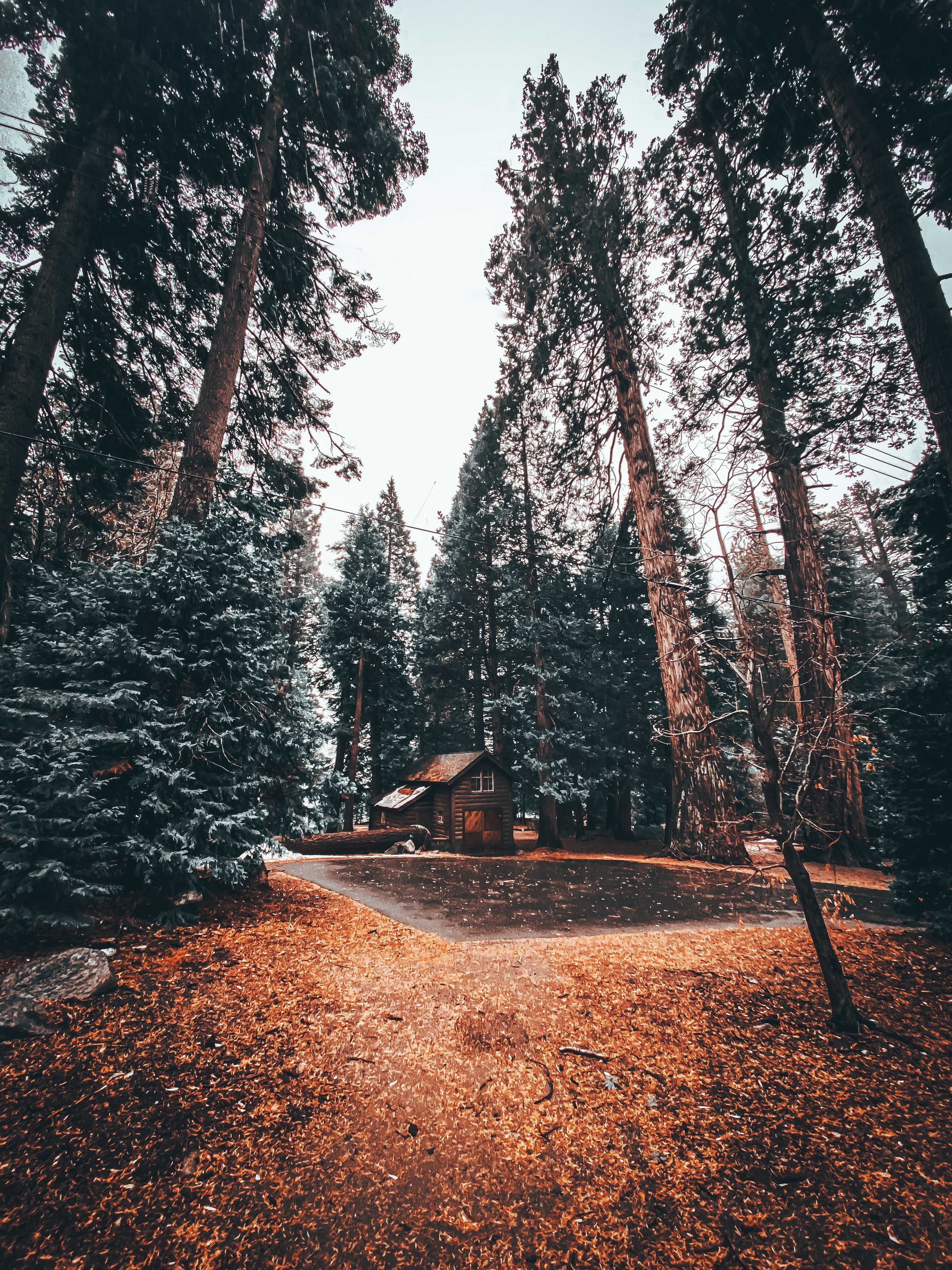 Download mobile wallpaper Forest, Coziness, Trees, Nature, House, Comfort, Loneliness for free.