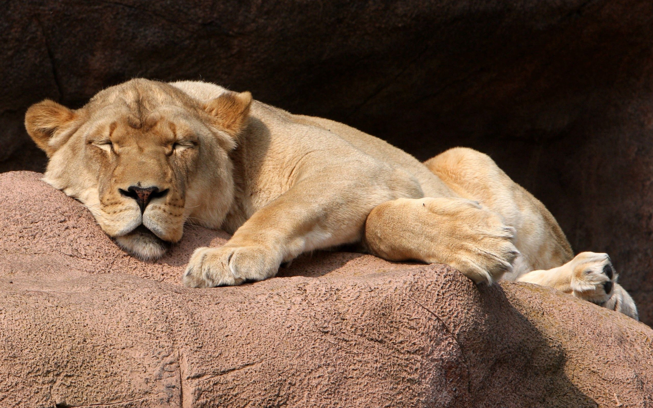Download mobile wallpaper Rock, Lie, To Lie Down, Stone, Animals, Lioness for free.