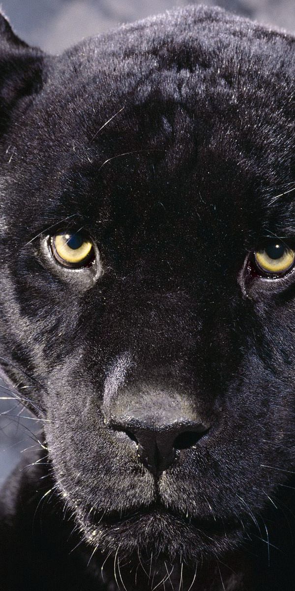 Красивые фото пантеры на аватарку черной