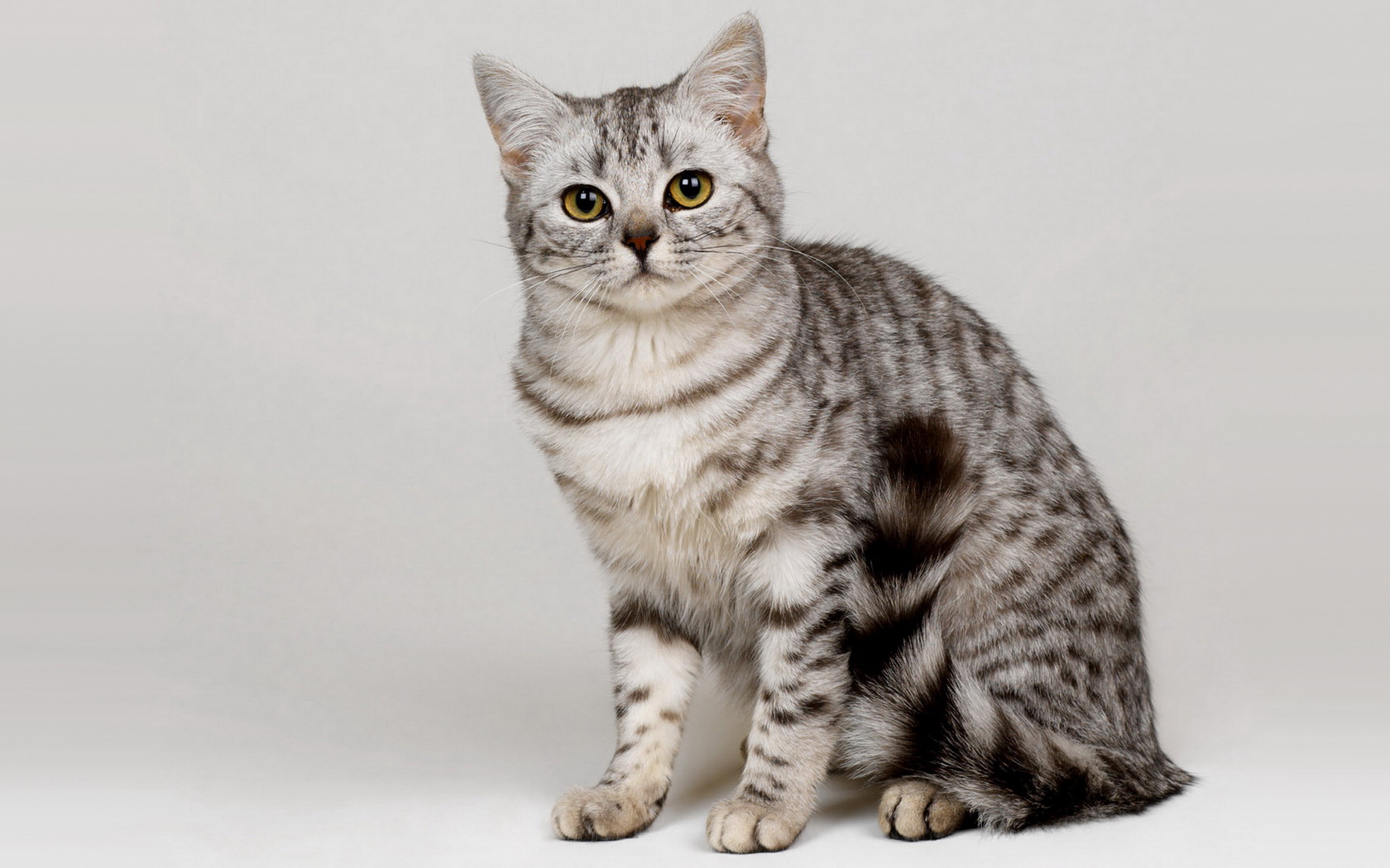 Короткошерстные породы кошек с фотографиями и названиями пород