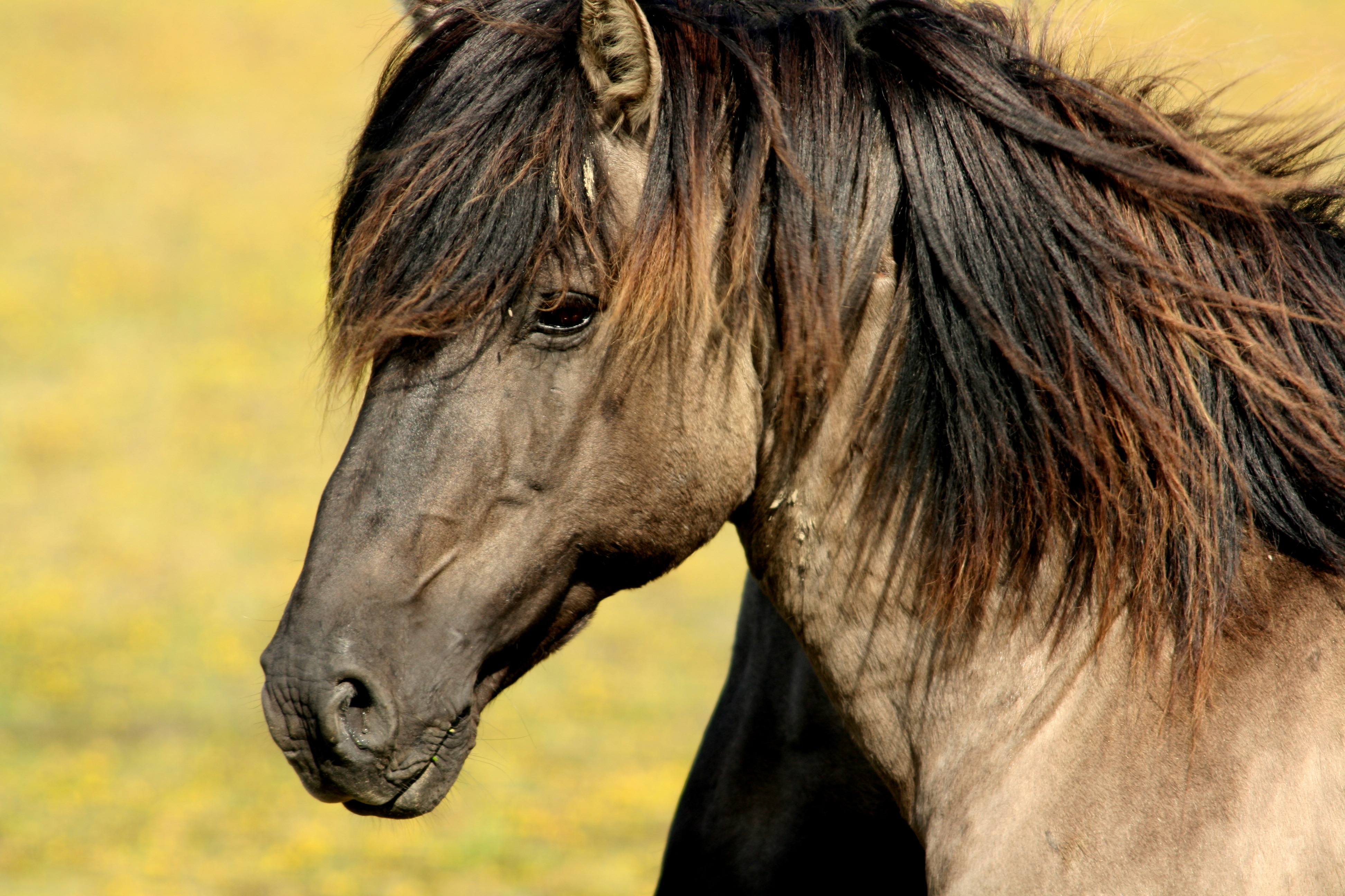 Download mobile wallpaper Muzzle, Animals, Profile, Mane, Horse for free.
