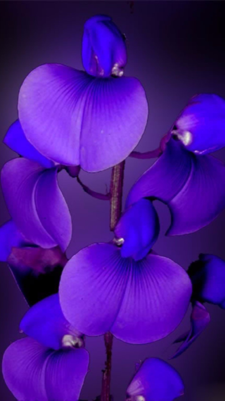 無料モバイル壁紙フラワーズ, 花, 閉じる, 地球, 蘭, 紫色の花をダウンロードします。