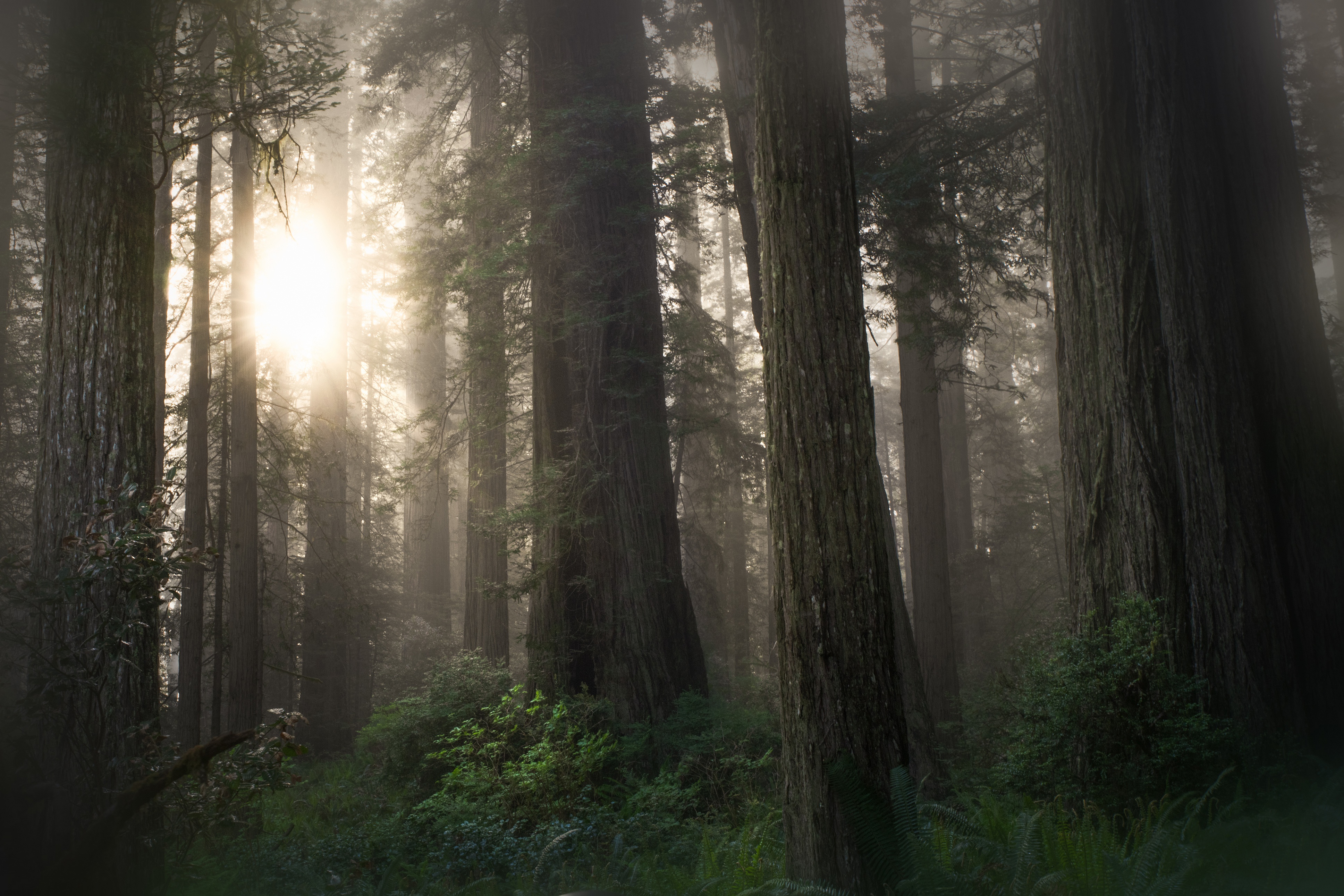 fern, sequoia, earth, forest, fog, sunlight, trunk HD wallpaper