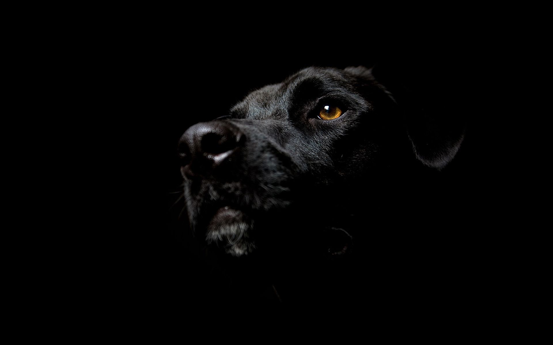 dark background, black, dark, dog