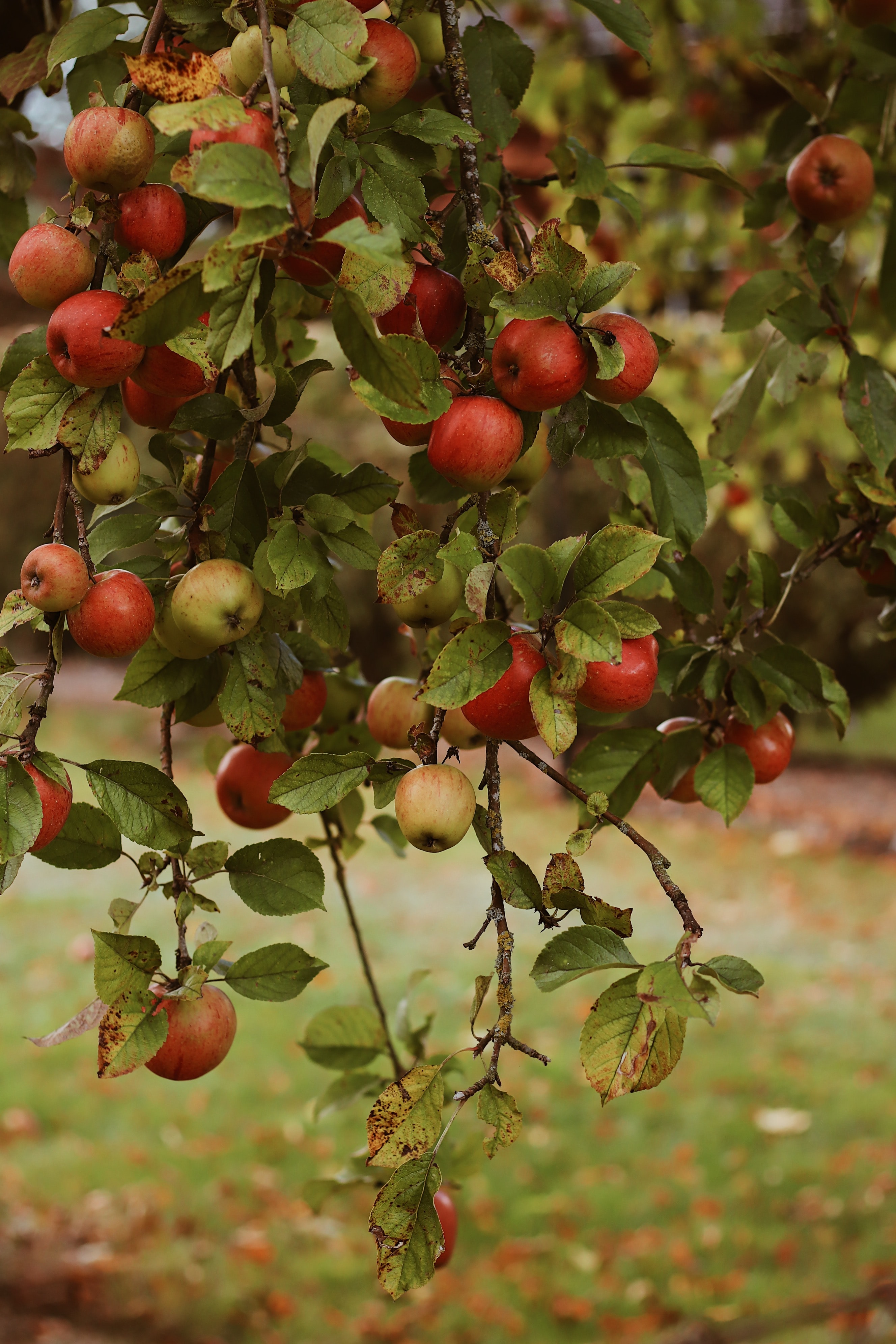 autumn, fruits, harvest, apples, food, garden Phone Background