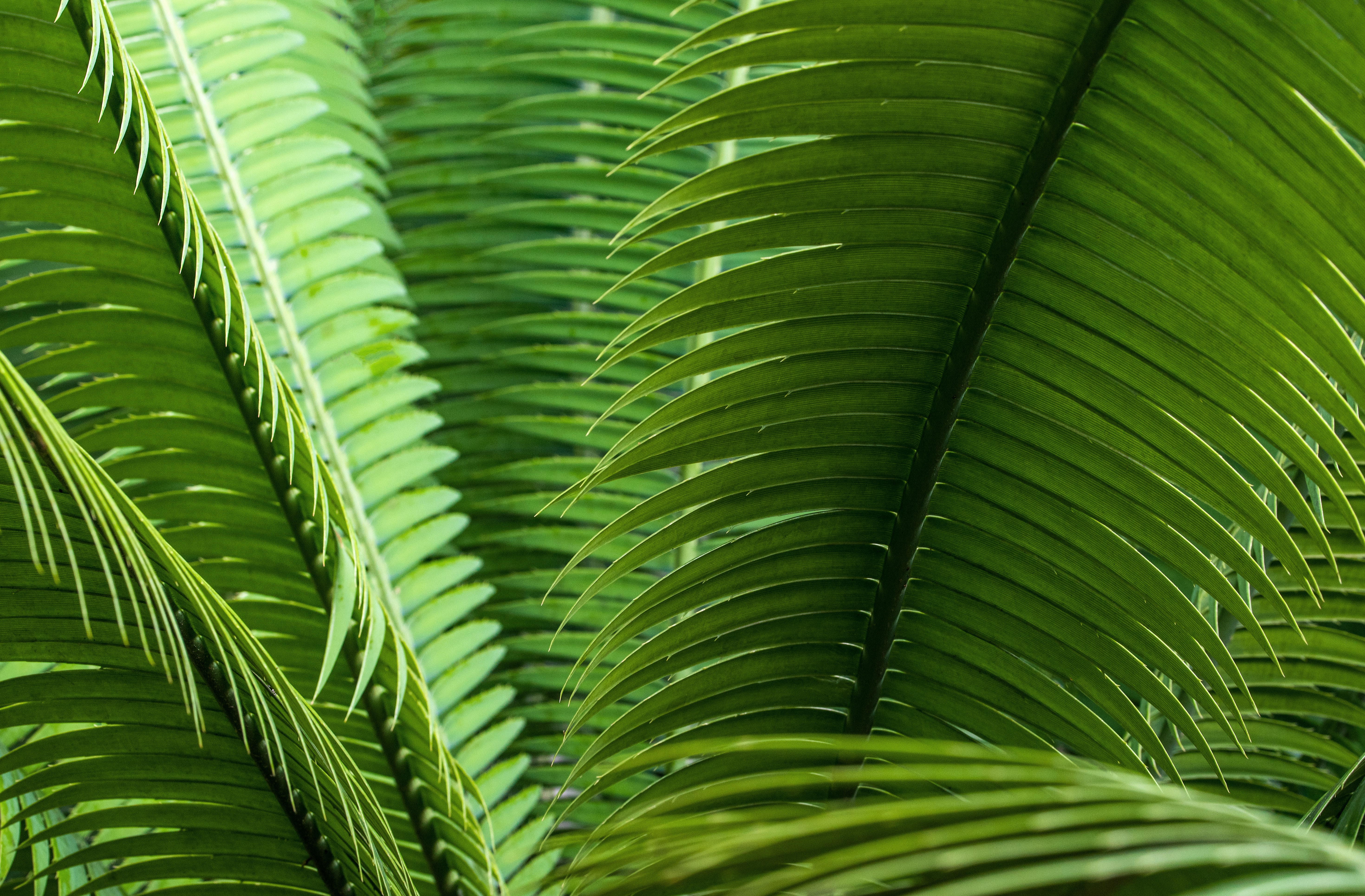 Download mobile wallpaper Leaves, Plant, Macro, Close Up for free.