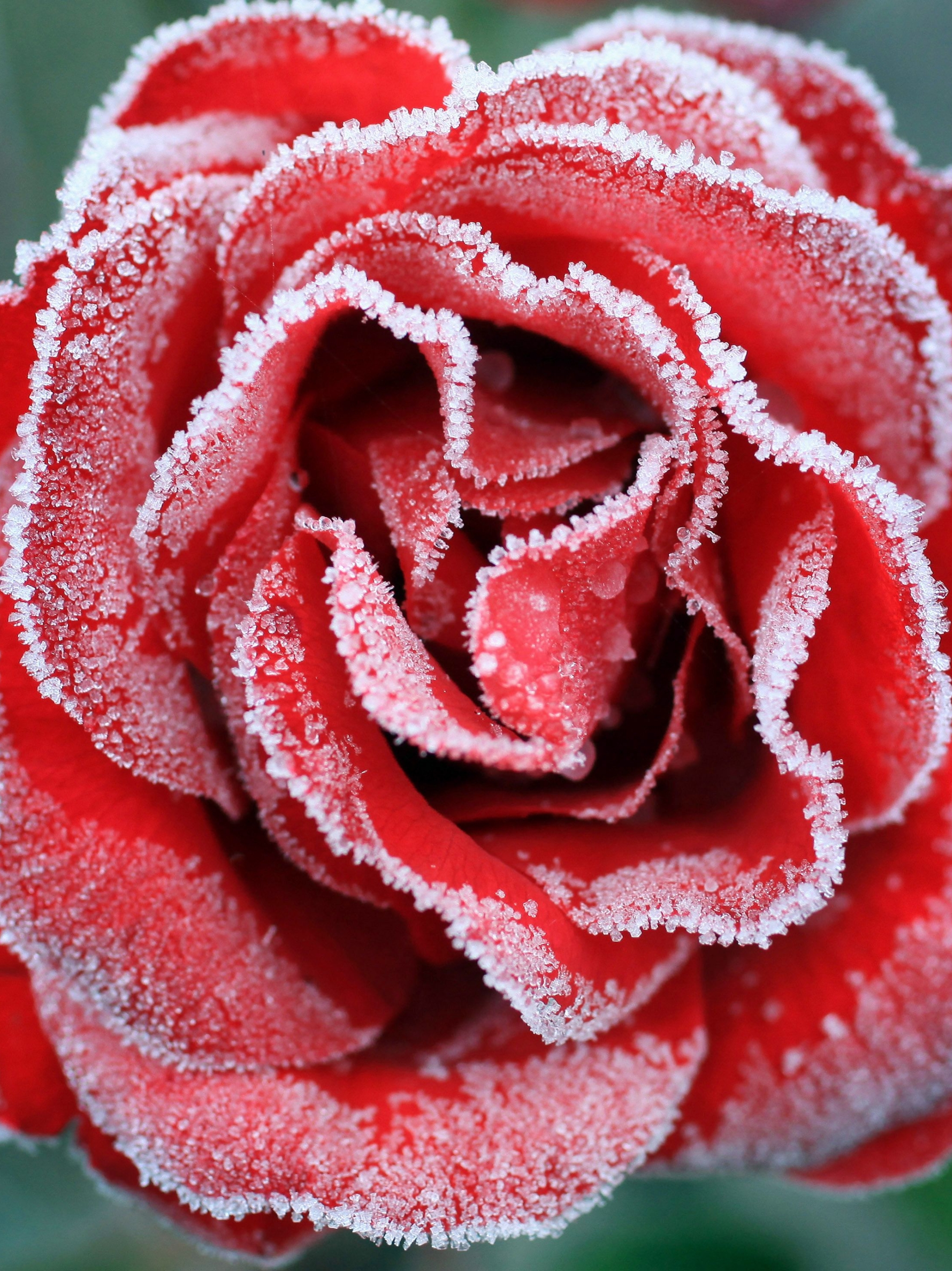 1178499 скачать картинку земля/природа, роза, замороженный, холодное сердце, флауэрсы - обои и заставки бесплатно