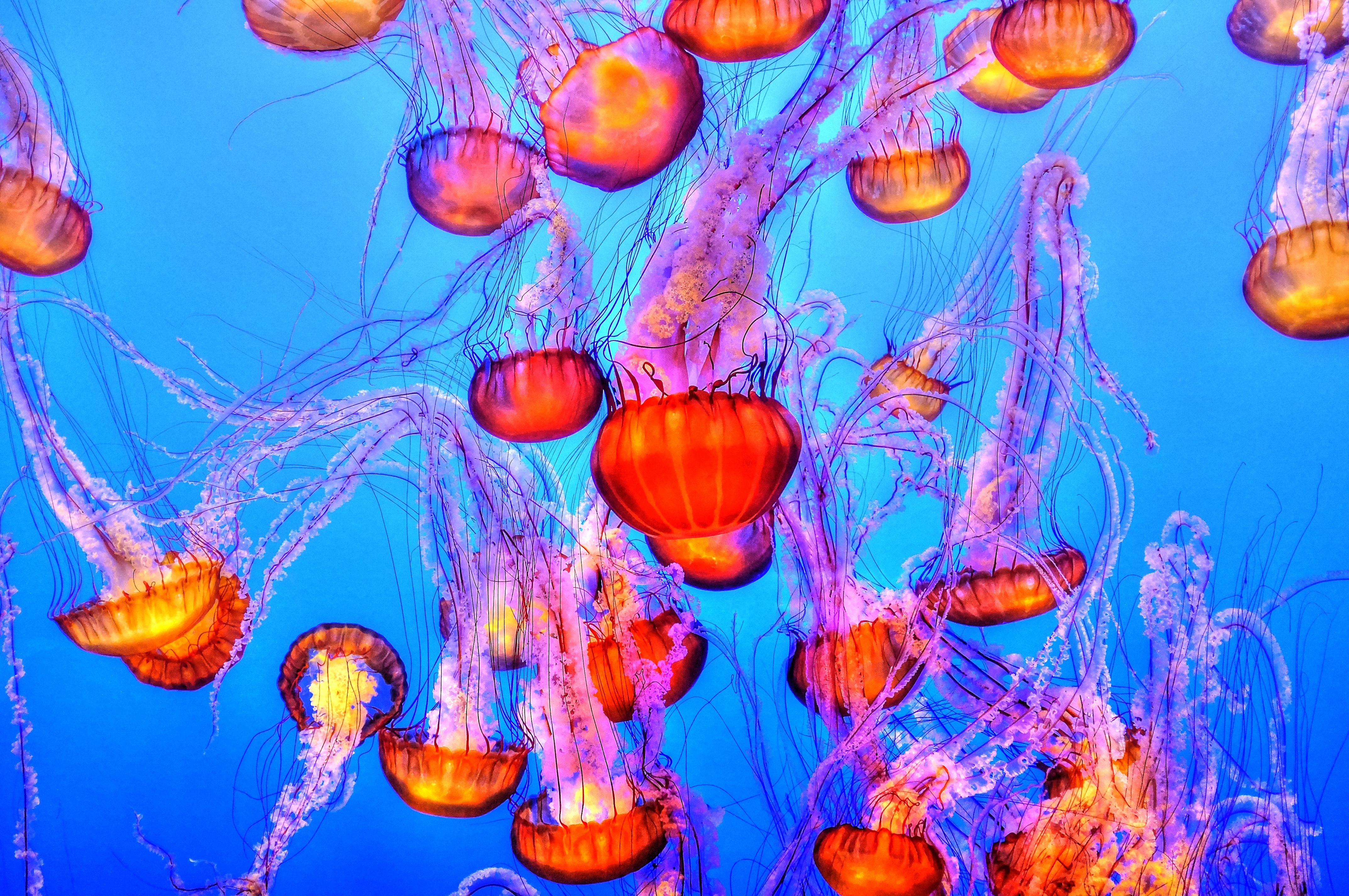 Download mobile wallpaper Jellyfish, Animals, Swimming, Underwater World for free.