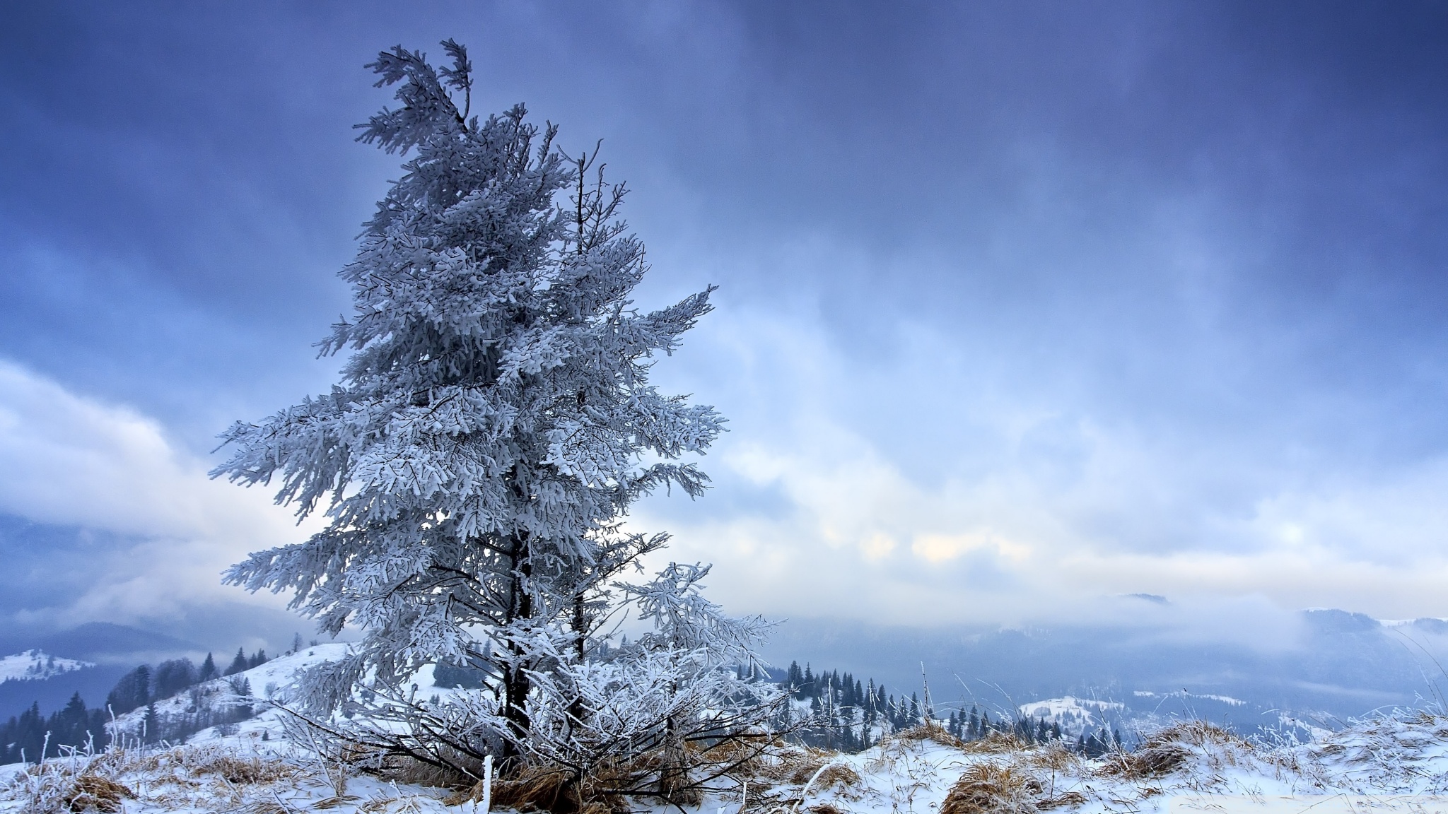 earth, winter, fir, snow, tree download HD wallpaper