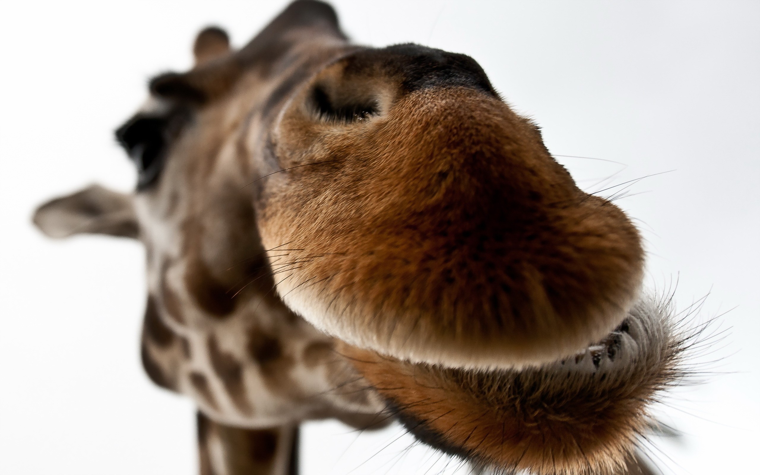 Нос жирафа