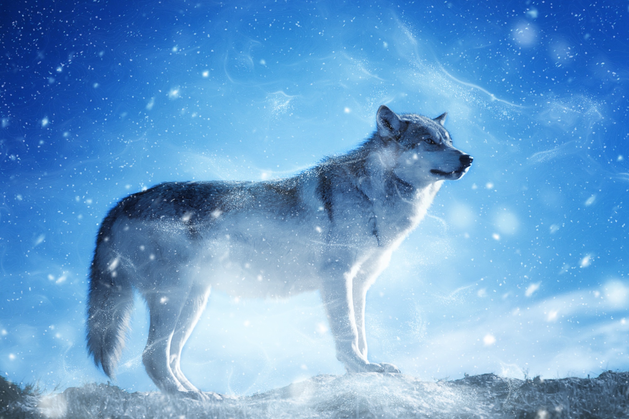 Wintry Wolf (зимний волк)