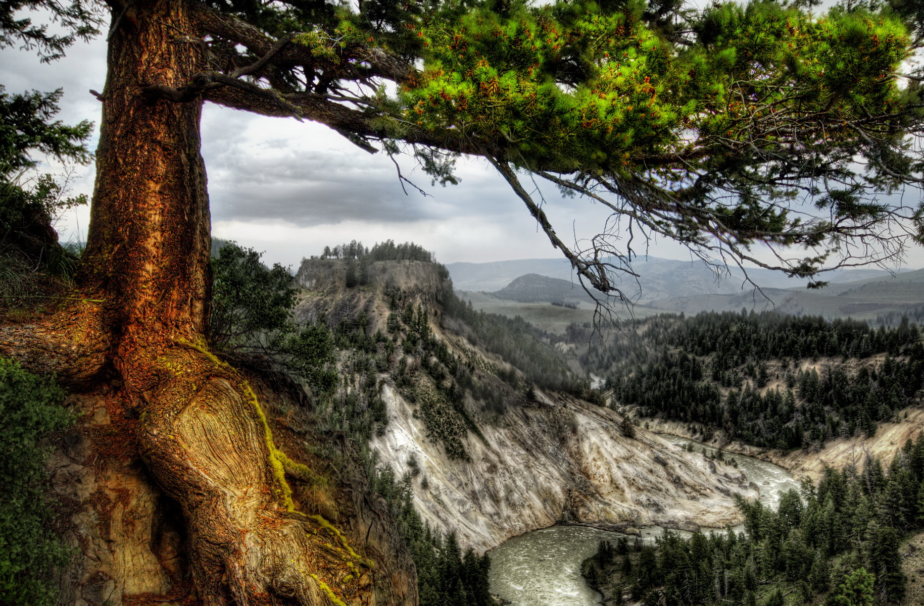 wallpapers earth, landscape, mountain, tree, yellowstone
