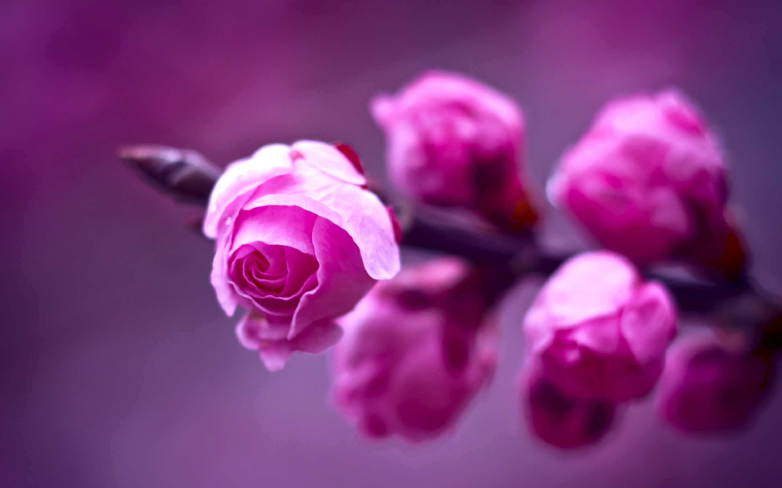 Розовые и сиреневые цветы